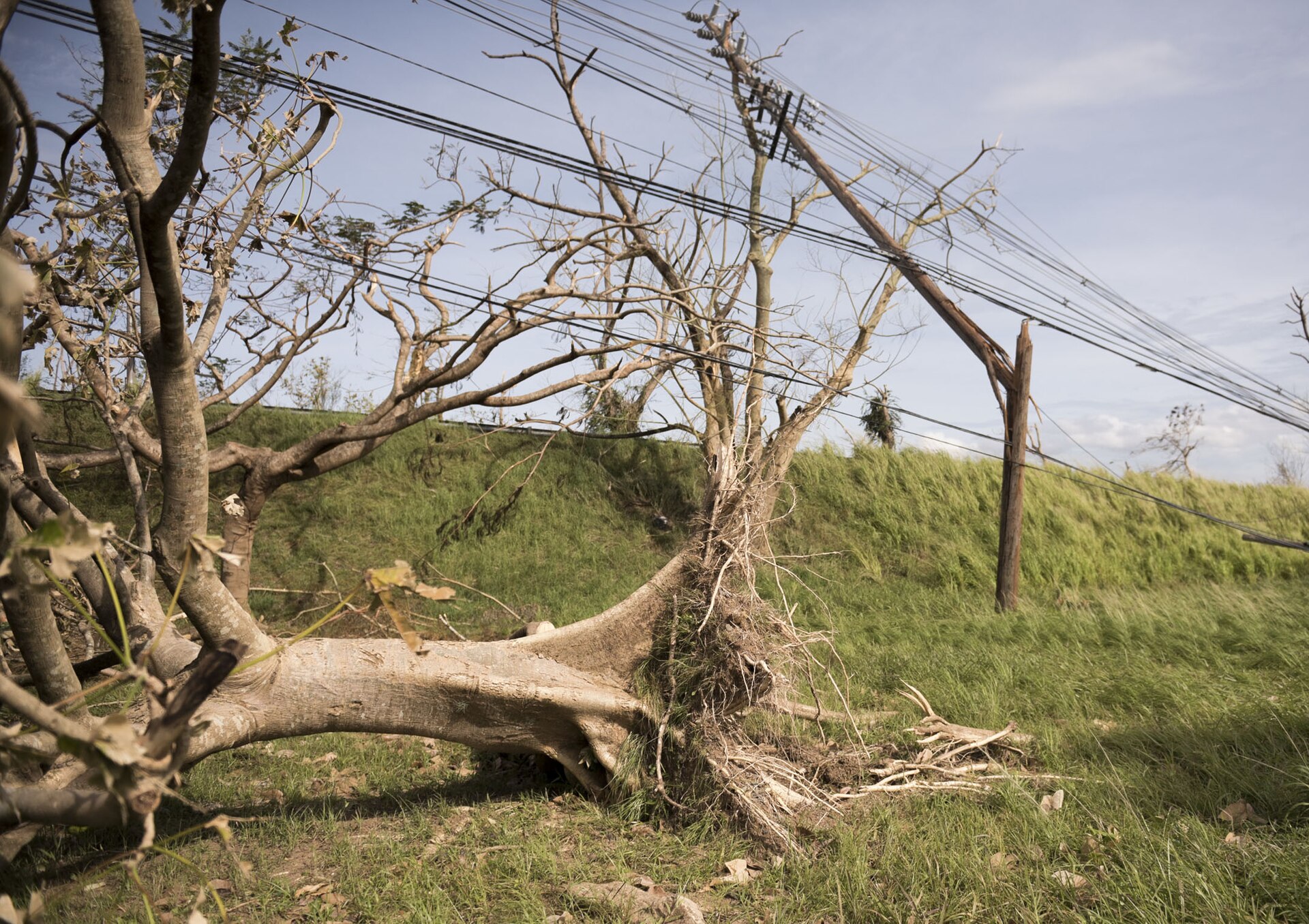 Power lines and a leaning utility pole beside a fallen tree in Puerto Rico after Hurricane Maria in 2017