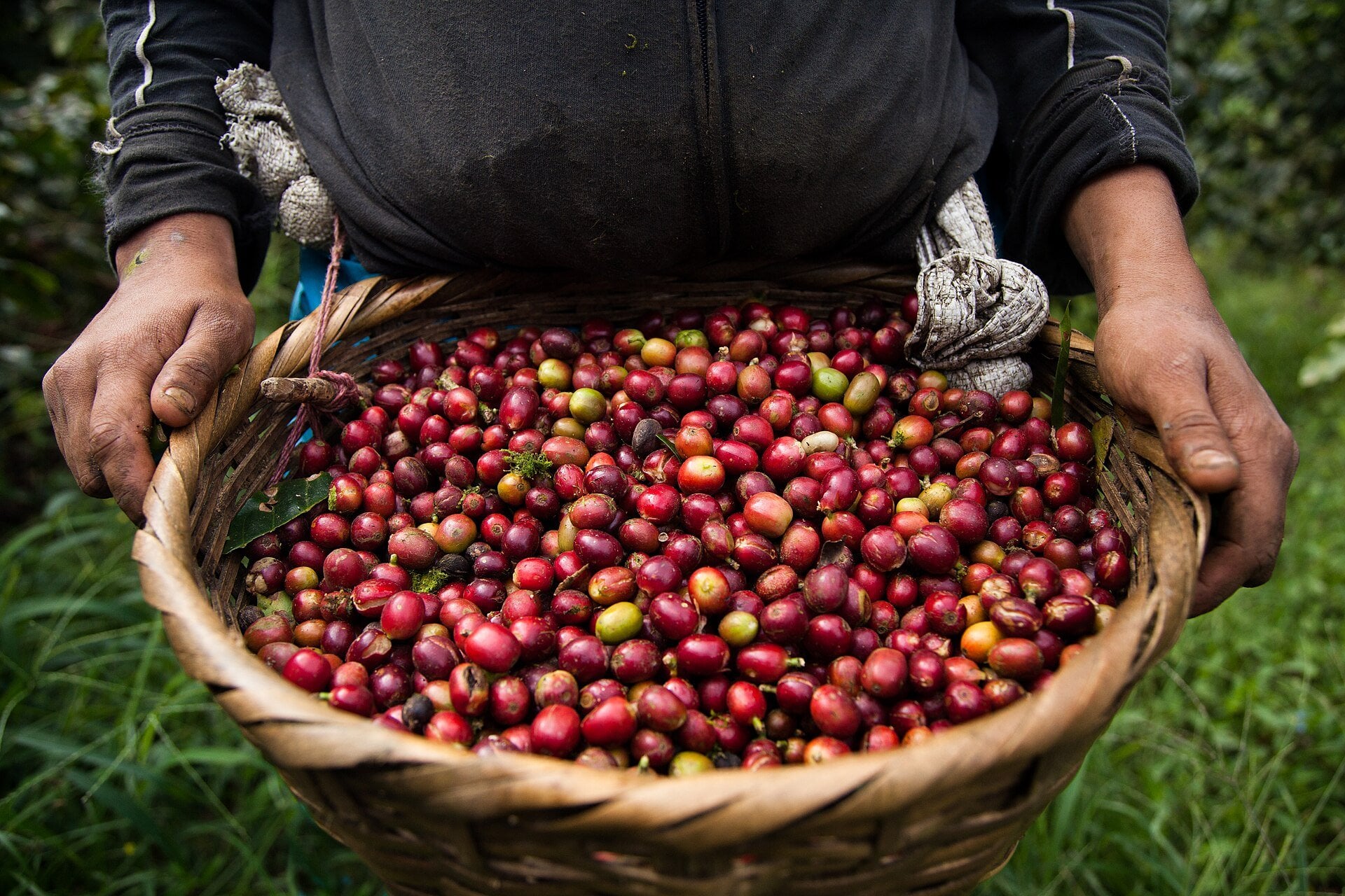 A farm worker holds a woven basket filled with red and green coffee cherries picked at a farm in Nicaragua