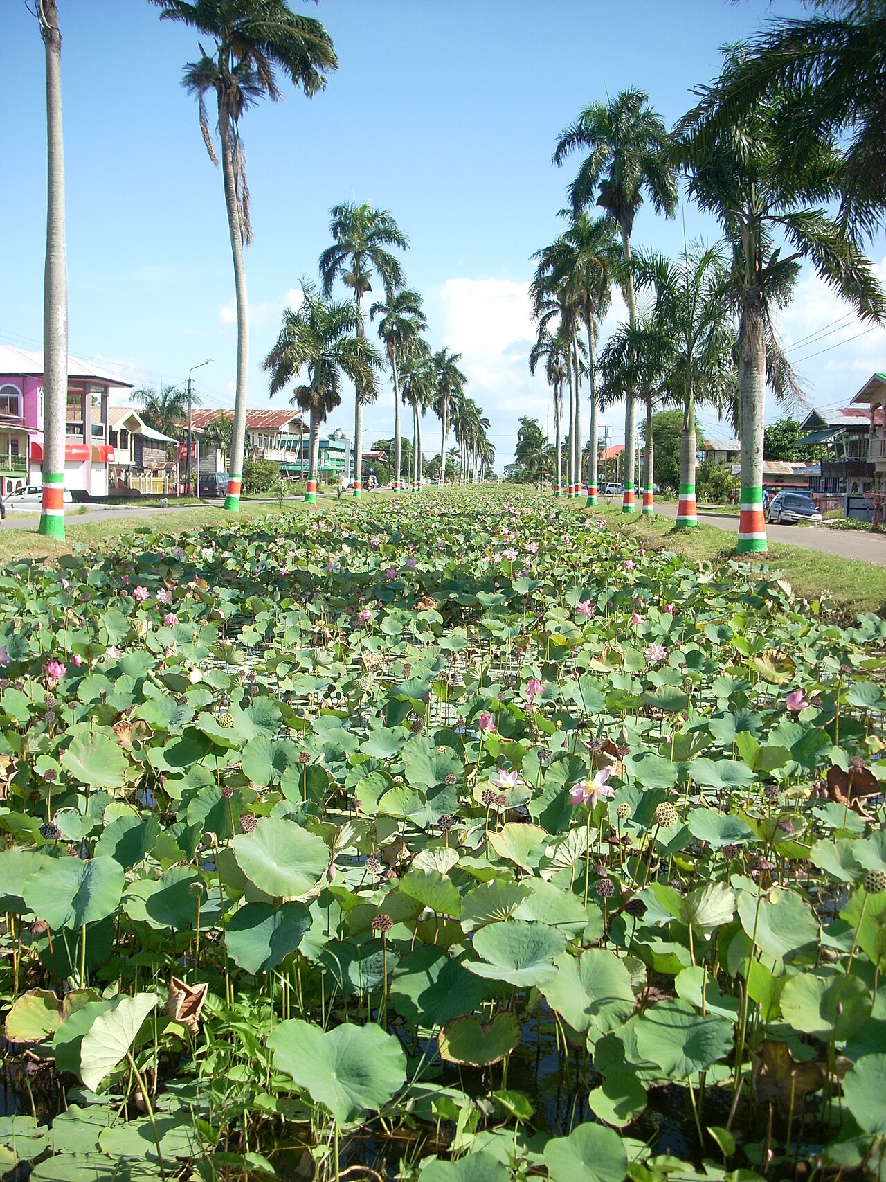 A canal full of lotus plants runs between two roads lined with palm trees and houses in Nieuw Nickerie, Suriname