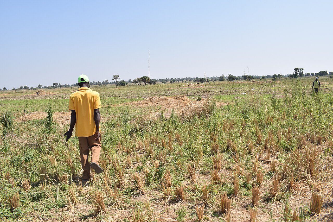 A farm worker walks across a Nigerian rice field after harvest, with cut stalks on the ground and trees on the horizon