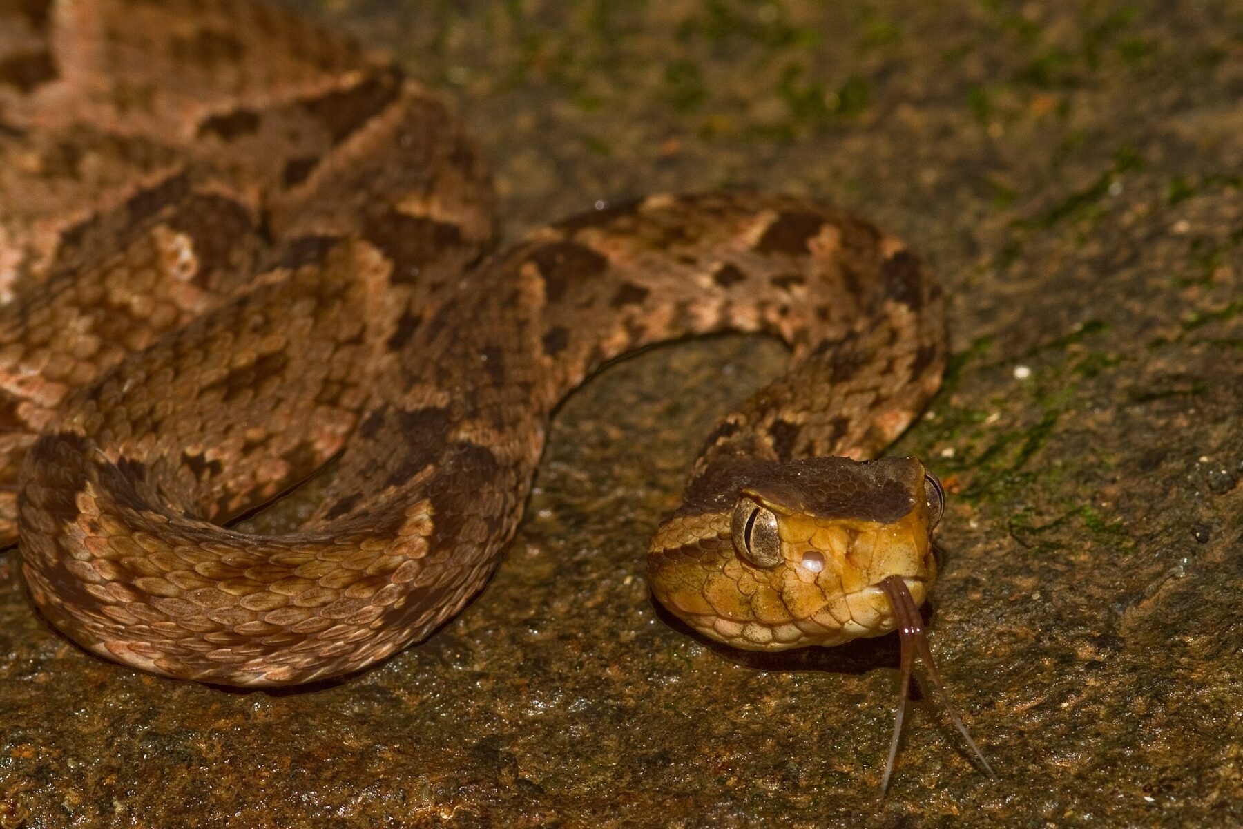 A brown fer-de-lance with dark triangular markings coiled on a wet rock, head raised and tongue out