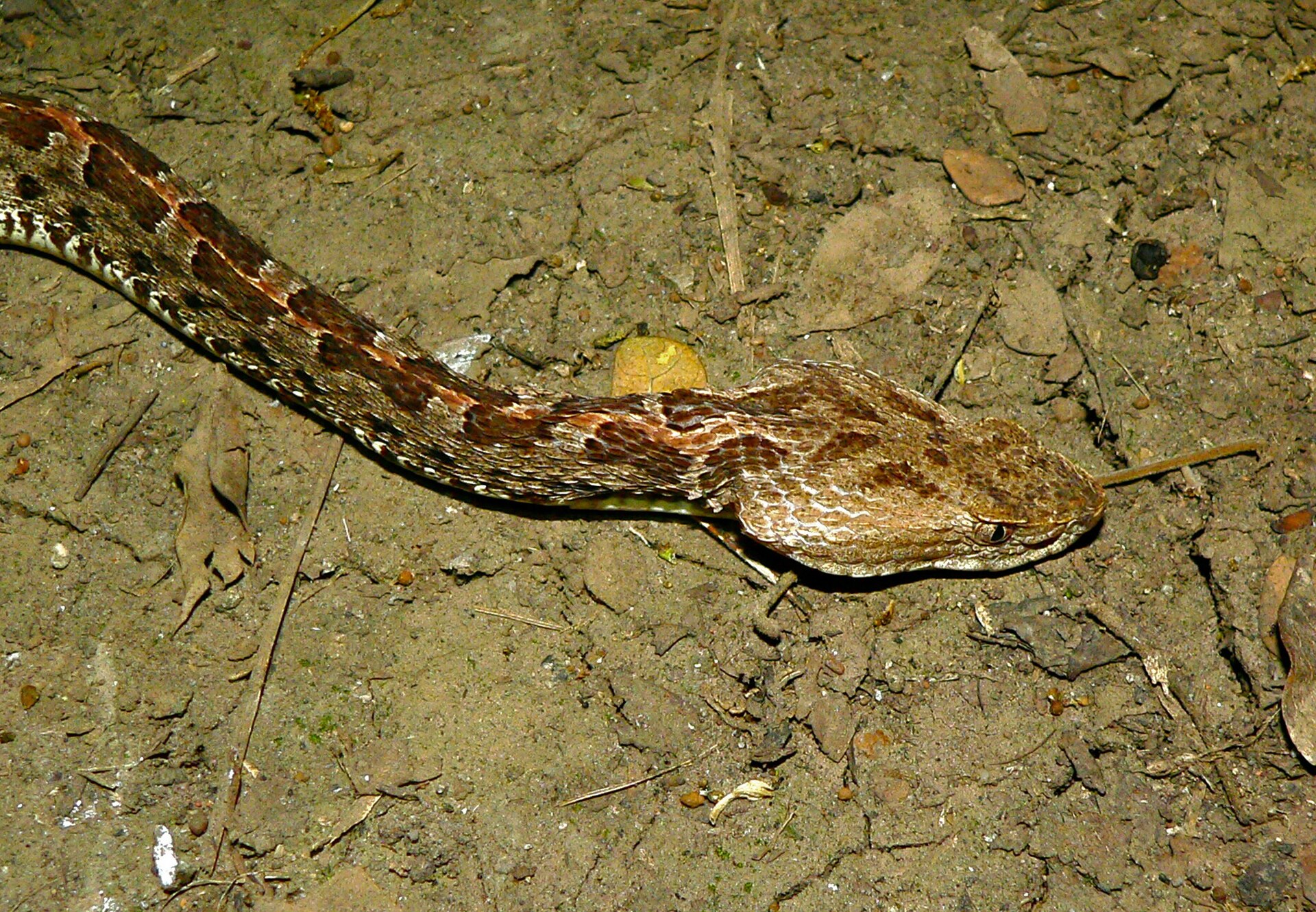A brown terciopelo snake with dark diamond-like markings crossing bare, leaf-strewn ground