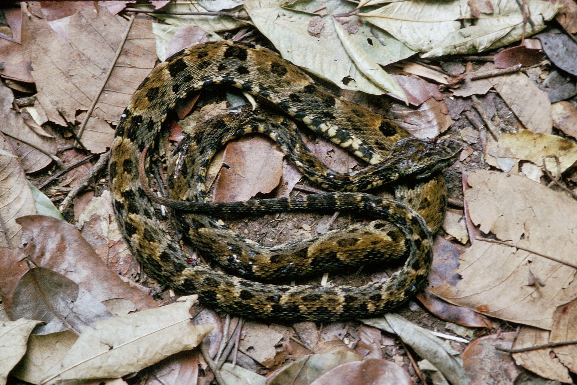 A dark olive and yellow patterned lancehead snake coiled on brown dead leaves