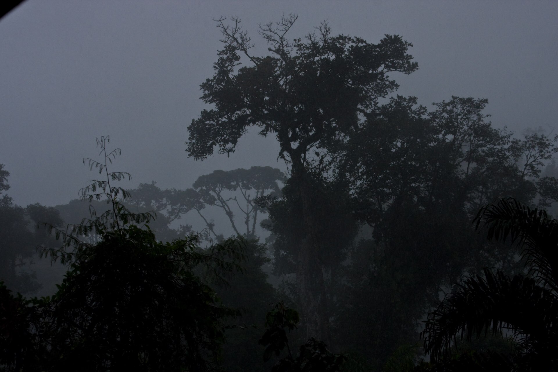 Tall rainforest trees silhouetted against grey mist in Braulio Carrillo National Park