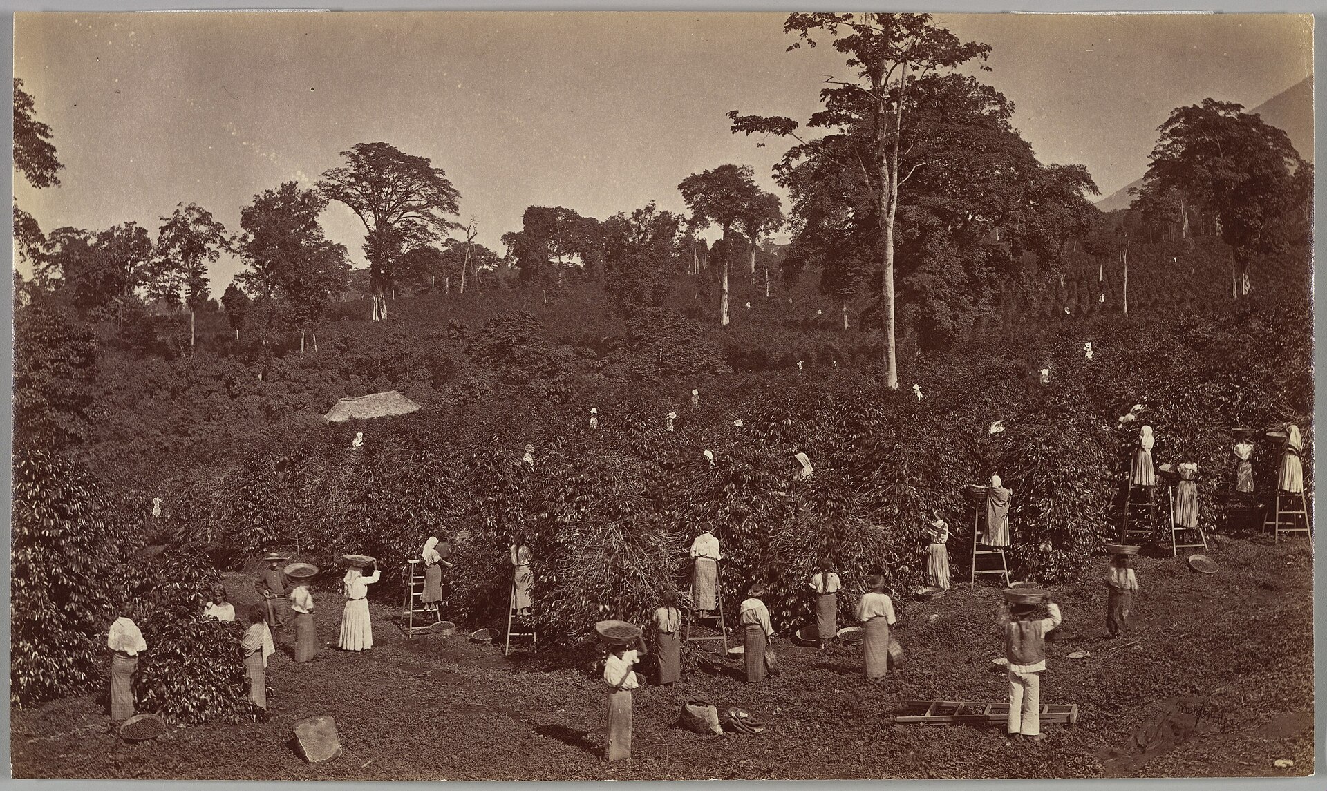 Sepia photograph of pickers on ladders and on the ground harvesting coffee bushes on a Guatemalan estate