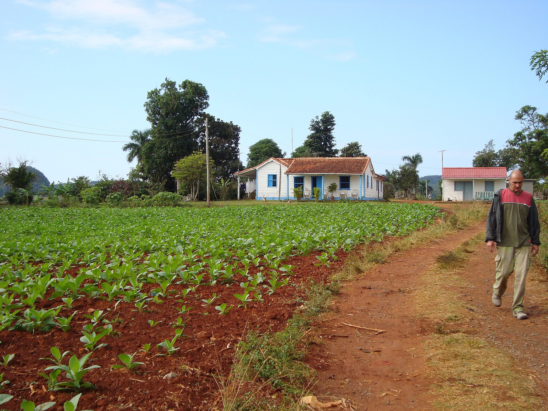Rows of young tobacco plants in red soil beside a dirt track, with a white and blue farmhouse and trees behind and a man walking at right
