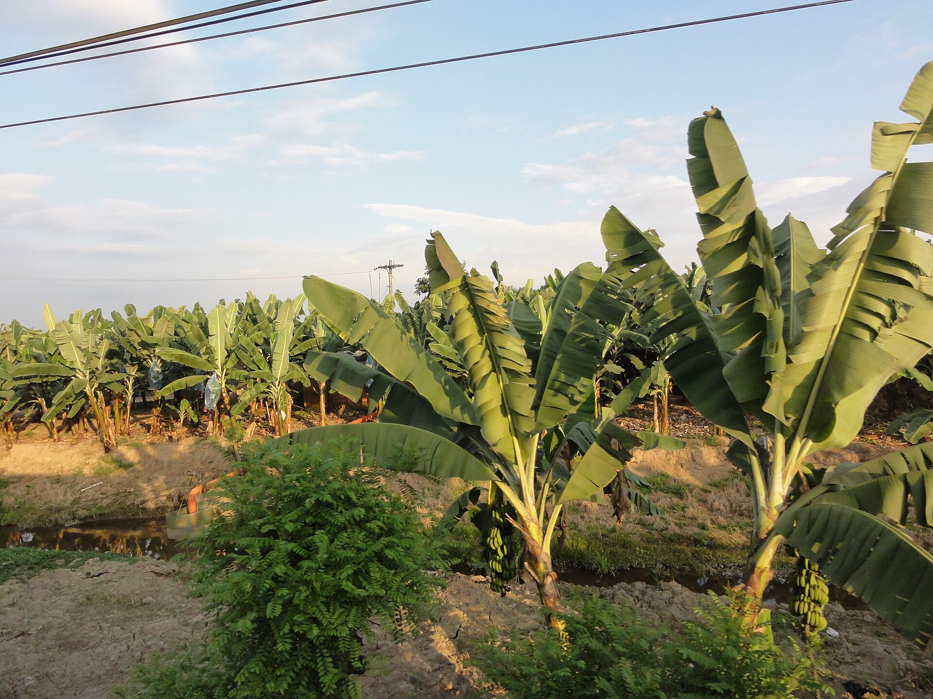Rows of banana plants on a plantation in Ecuador under a pale blue sky, with power lines above