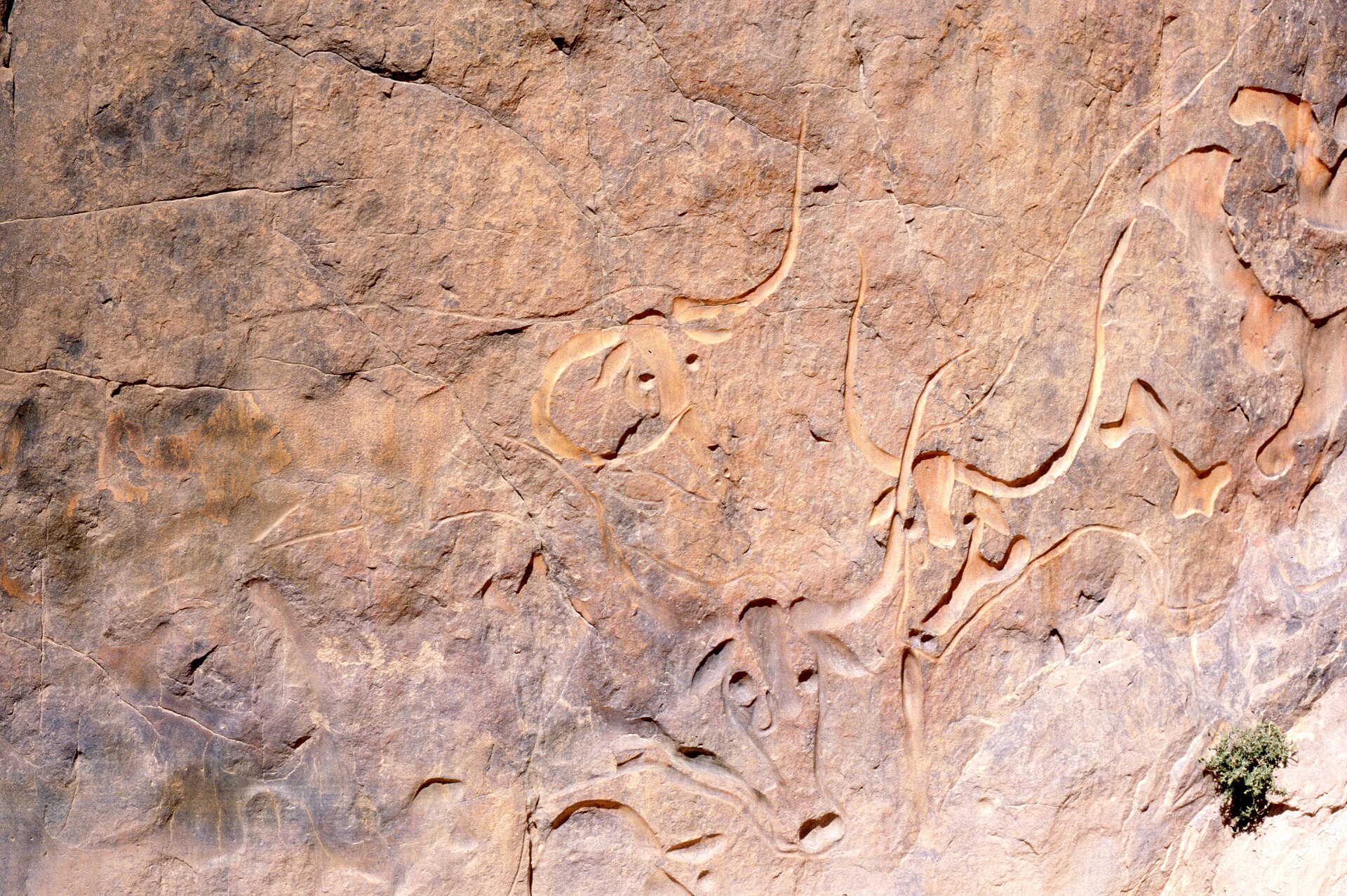 Engraved outlines of bulls with long horns on a reddish rock face
