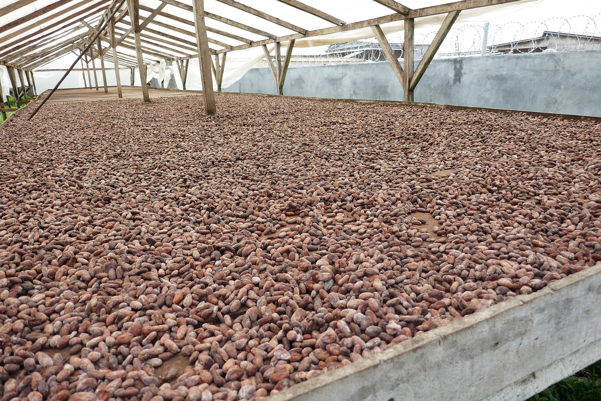 Cocoa beans spread to dry on a large covered platform at the Generosa estate on São Tomé island