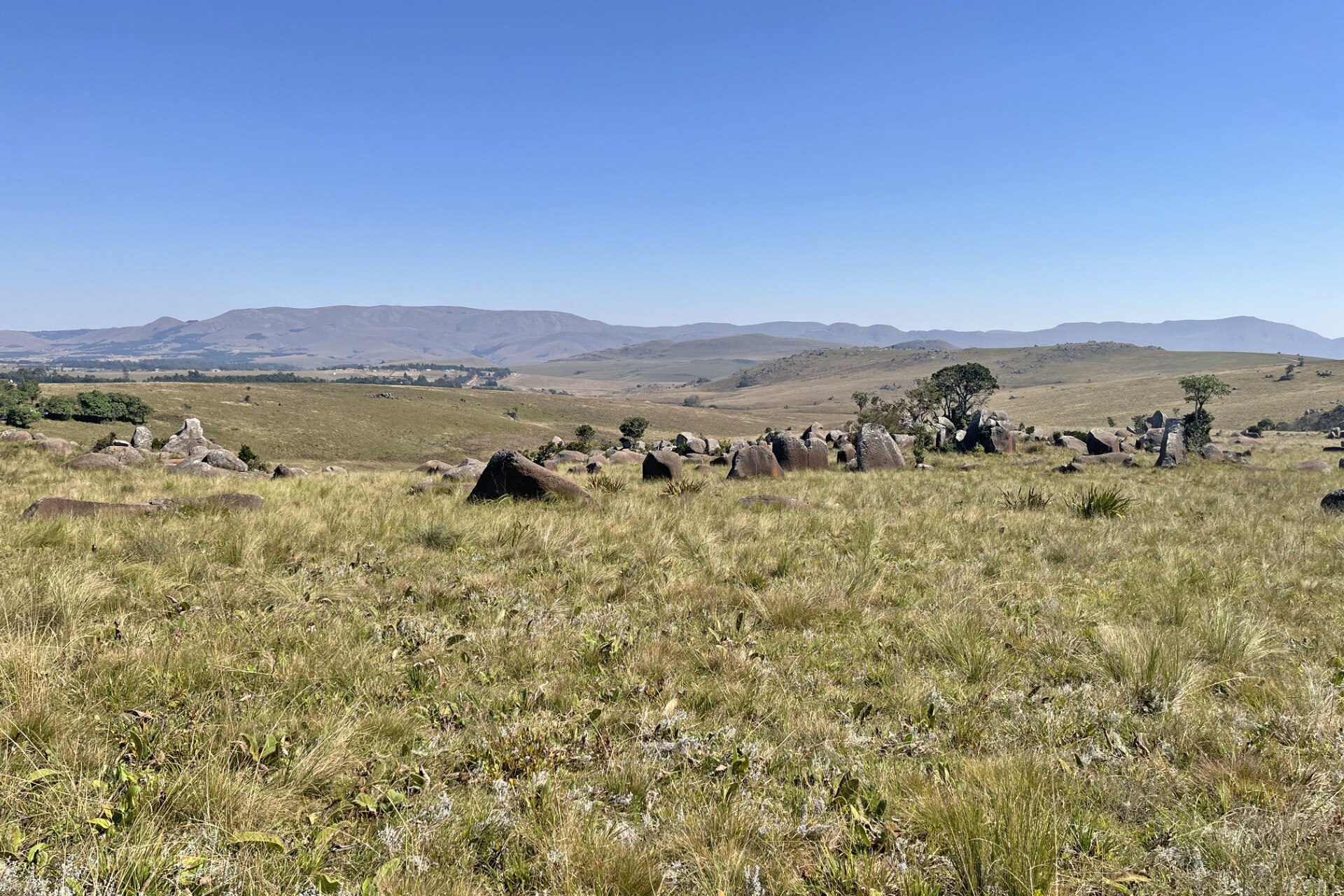 Open highveld grassland with scattered dark boulders and a few trees under a clear blue sky, with hills on the horizon