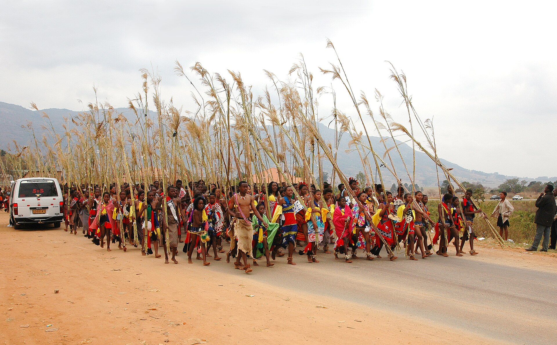 A long procession of young women in colourful wraps carrying tall cut reeds along a road, with hills and a white minibus behind