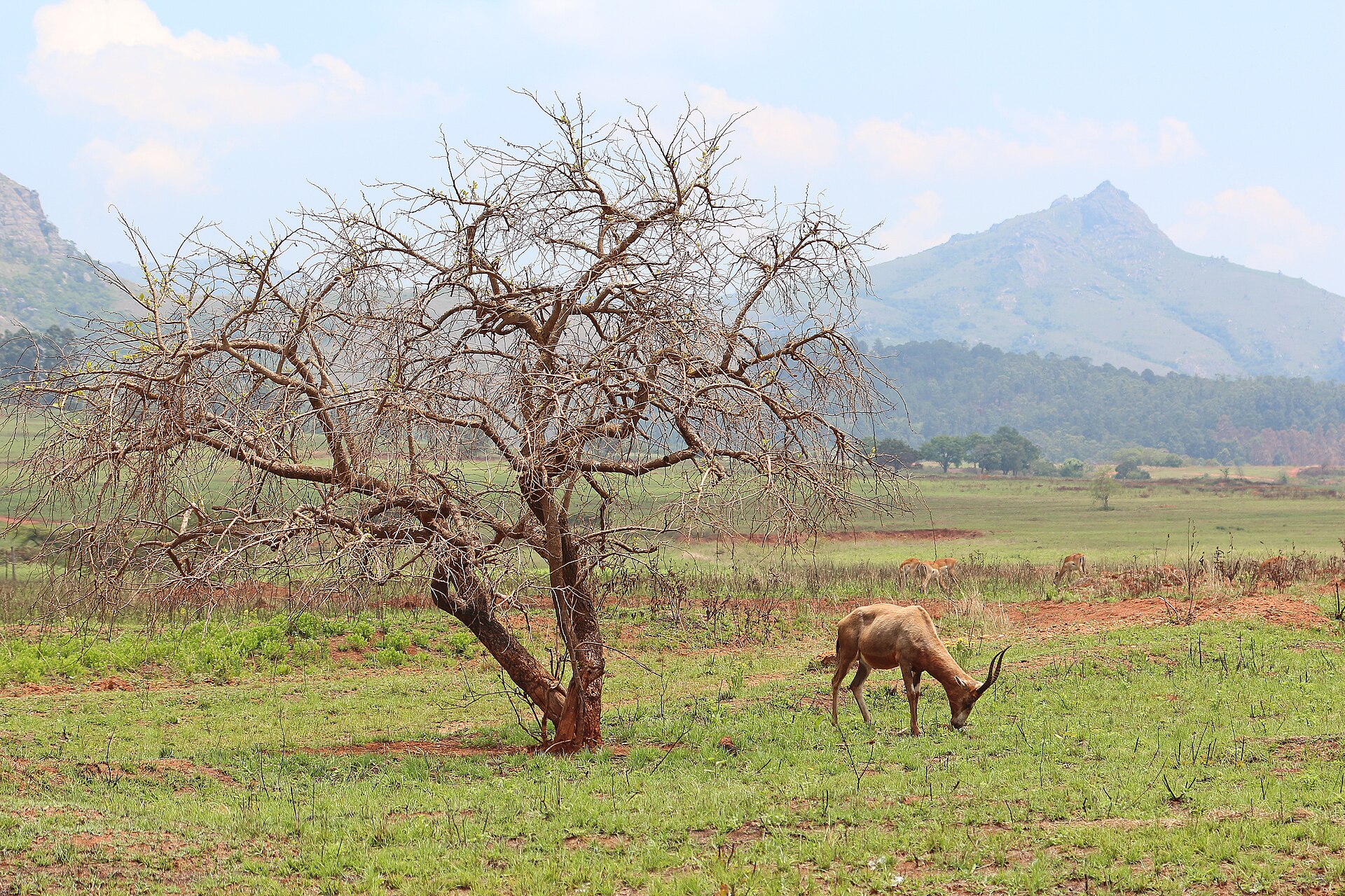 A blesbok antelope grazing beside a bare tree on green grass with forested hills and clouds behind