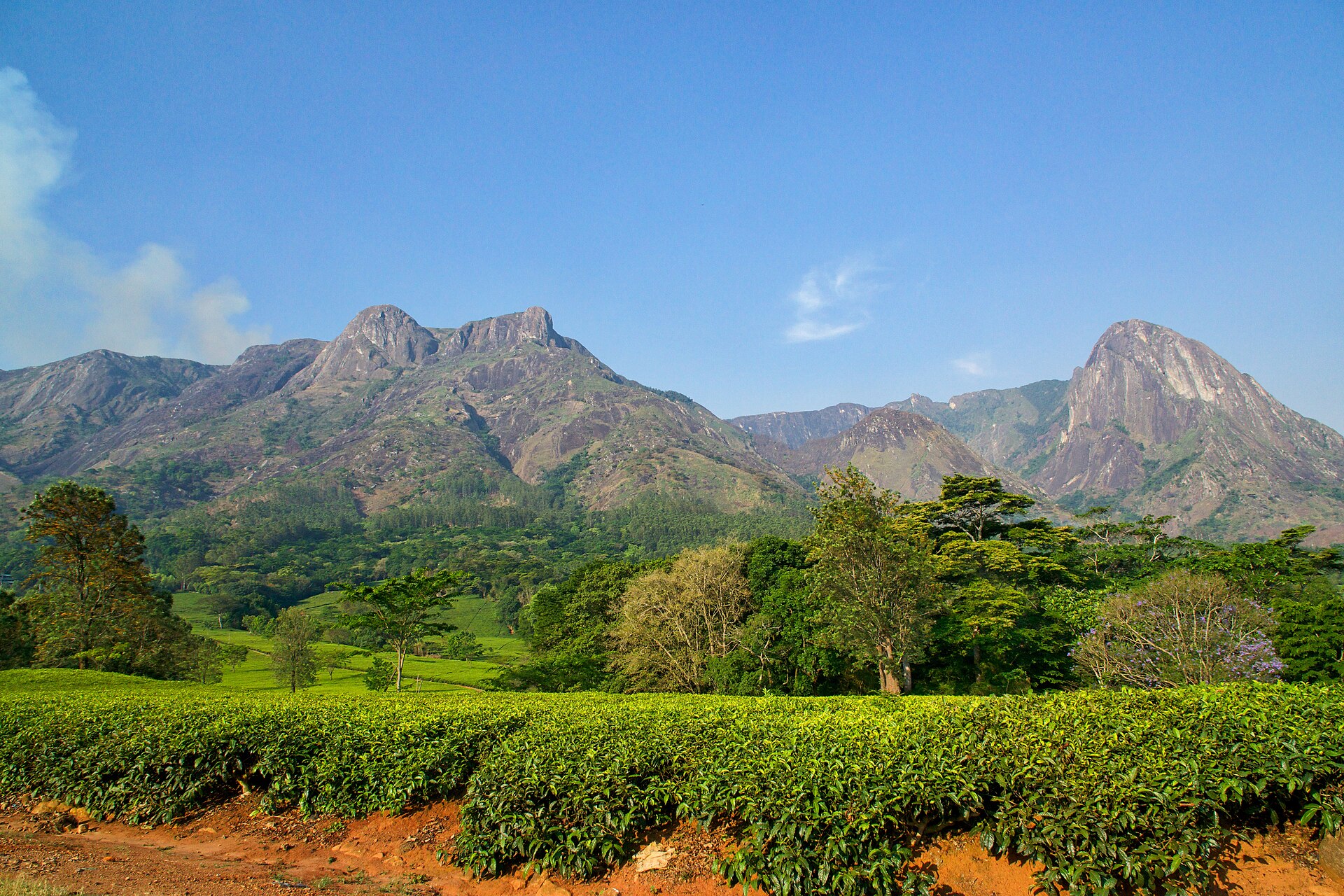 Granite peaks of Mount Mulanje rising above a green tea estate in southern Malawi under a blue sky