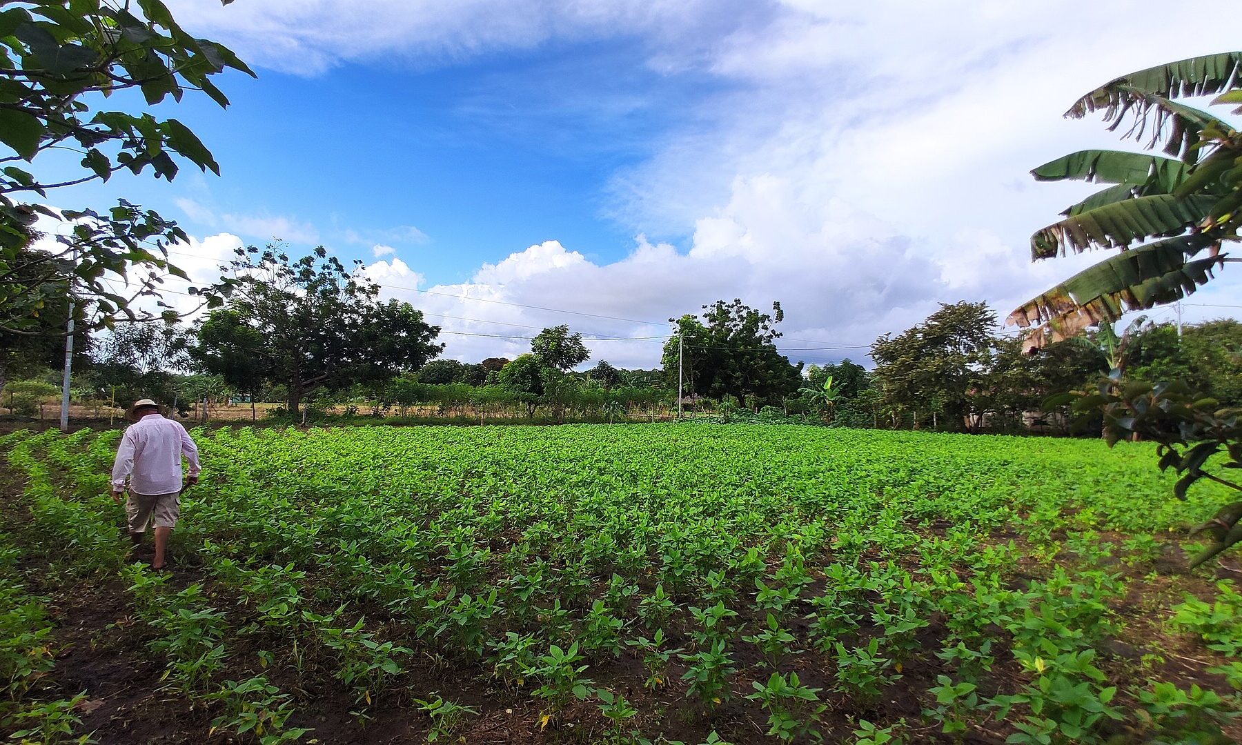 A farmer walks through a green crop field on Isla Cañas in Los Santos province, Panama