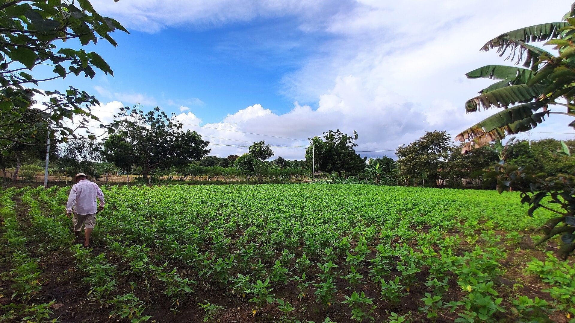 Panama Activates US$8.2 Million El Niño Plan for Drought- and Flood-Hit Farmers