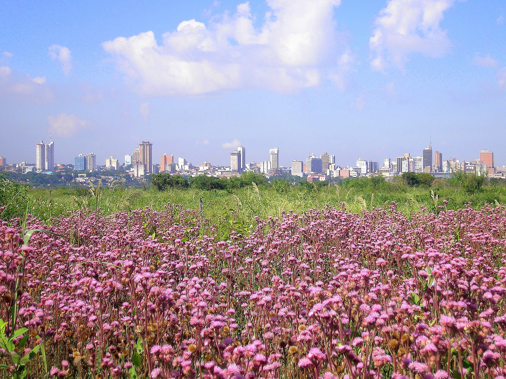 Skyline of Asunción, Paraguay, seen across a field of pink wildflowers from the far side of the Bay of Asunción