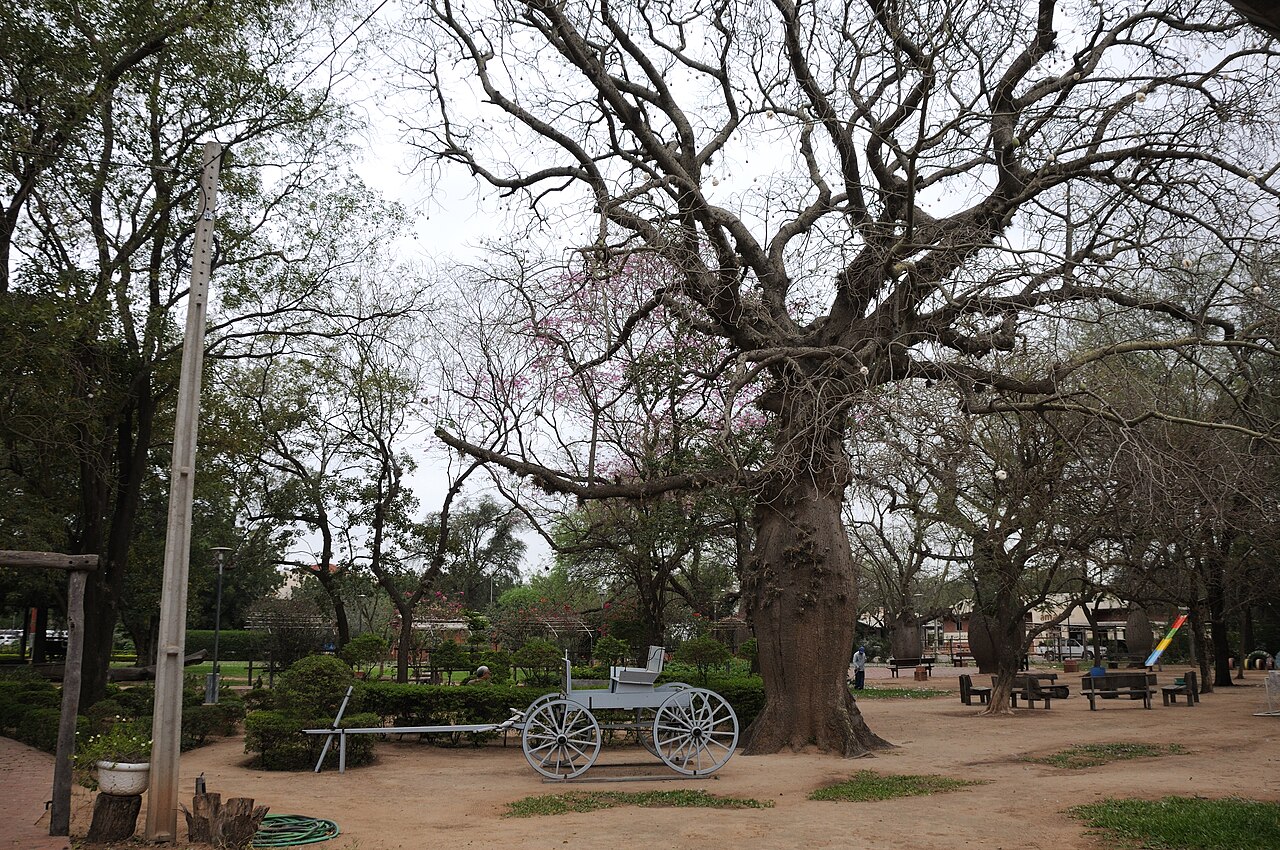 A park in Filadelfia, in the Paraguayan Chaco, with a large tree and a historic horse-drawn wagon on display