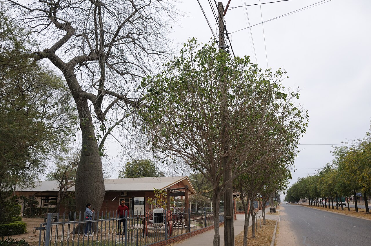 Tree-lined street in Filadelfia with a bottle tree, a fenced brick building and people on the pavement