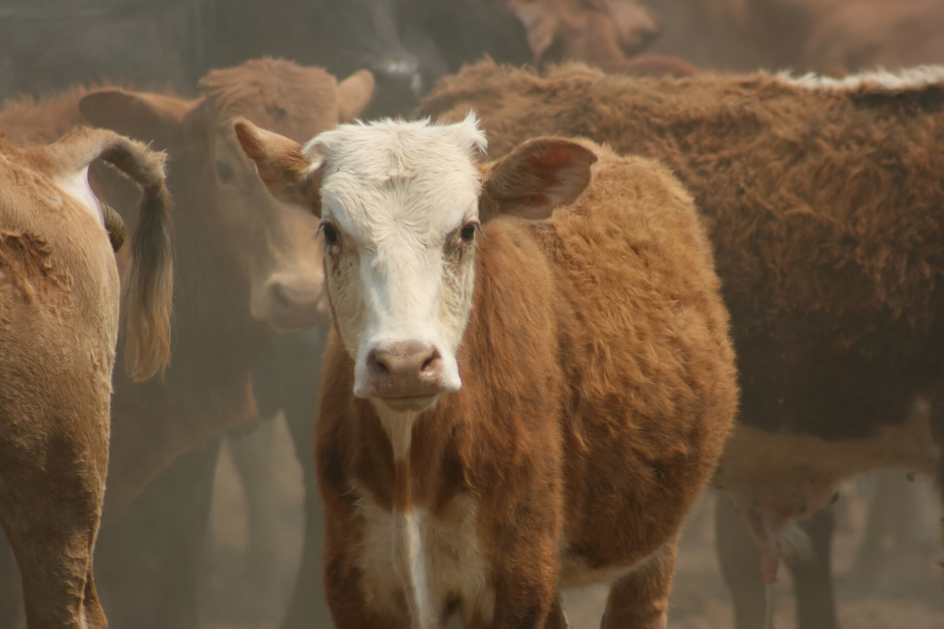 Cattle crowd a corral on a cattle ranch in Paraguay