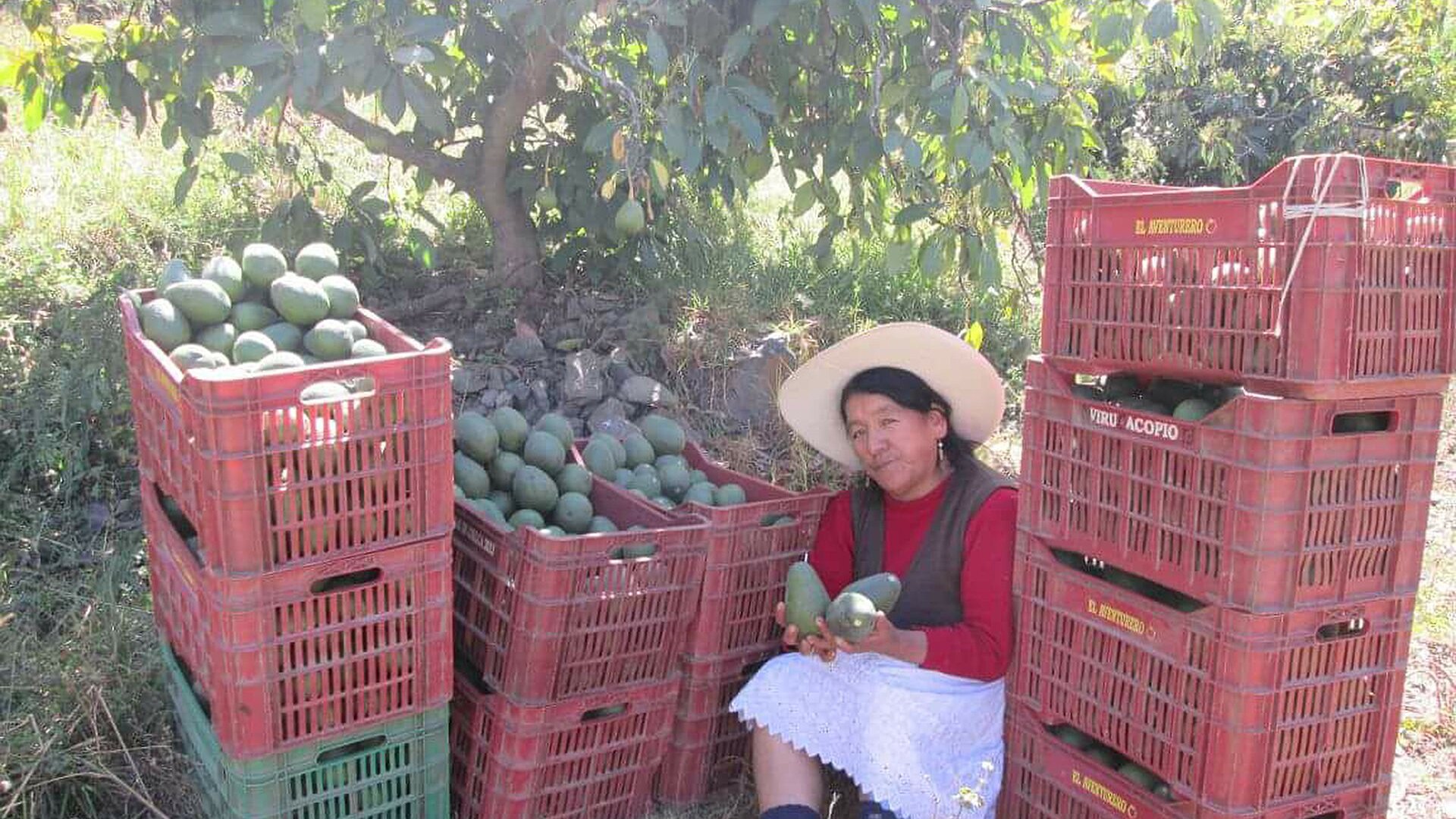 A woman in a wide-brimmed hat sits among stacked red crates of green avocados under an avocado tree, holding three fruits