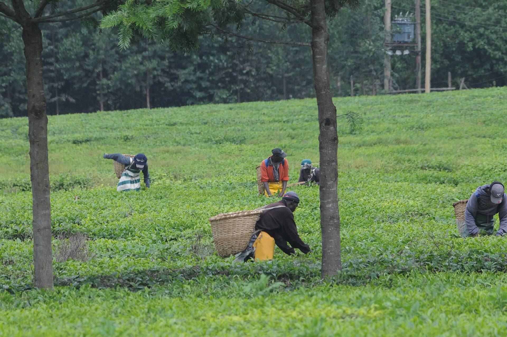 Several workers with large wicker baskets on their backs bend over bright green tea bushes on a gentle slope, with trees behind