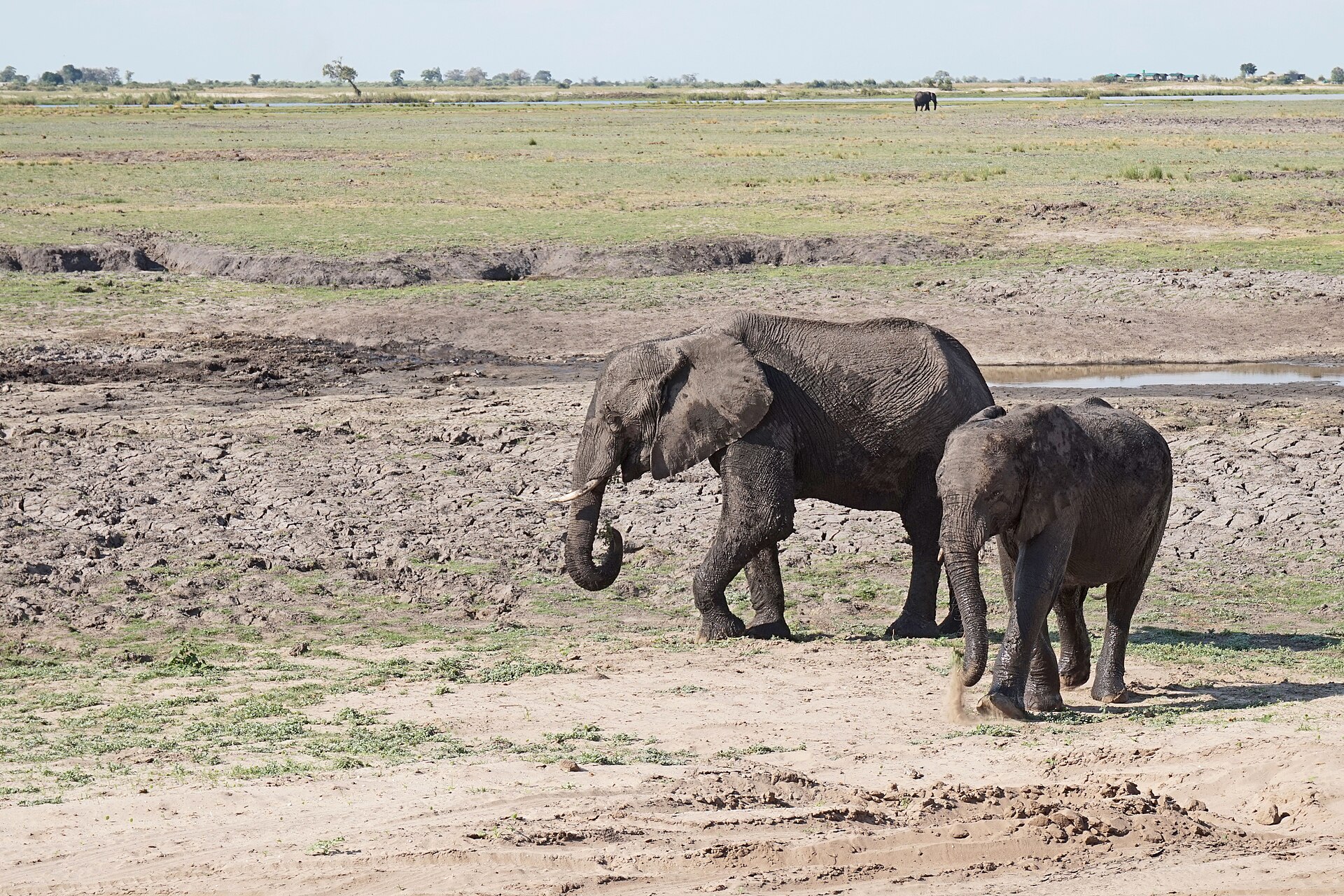An adult and a young African elephant walk across cracked dry mud on a floodplain, with grassland and another elephant in the distance
