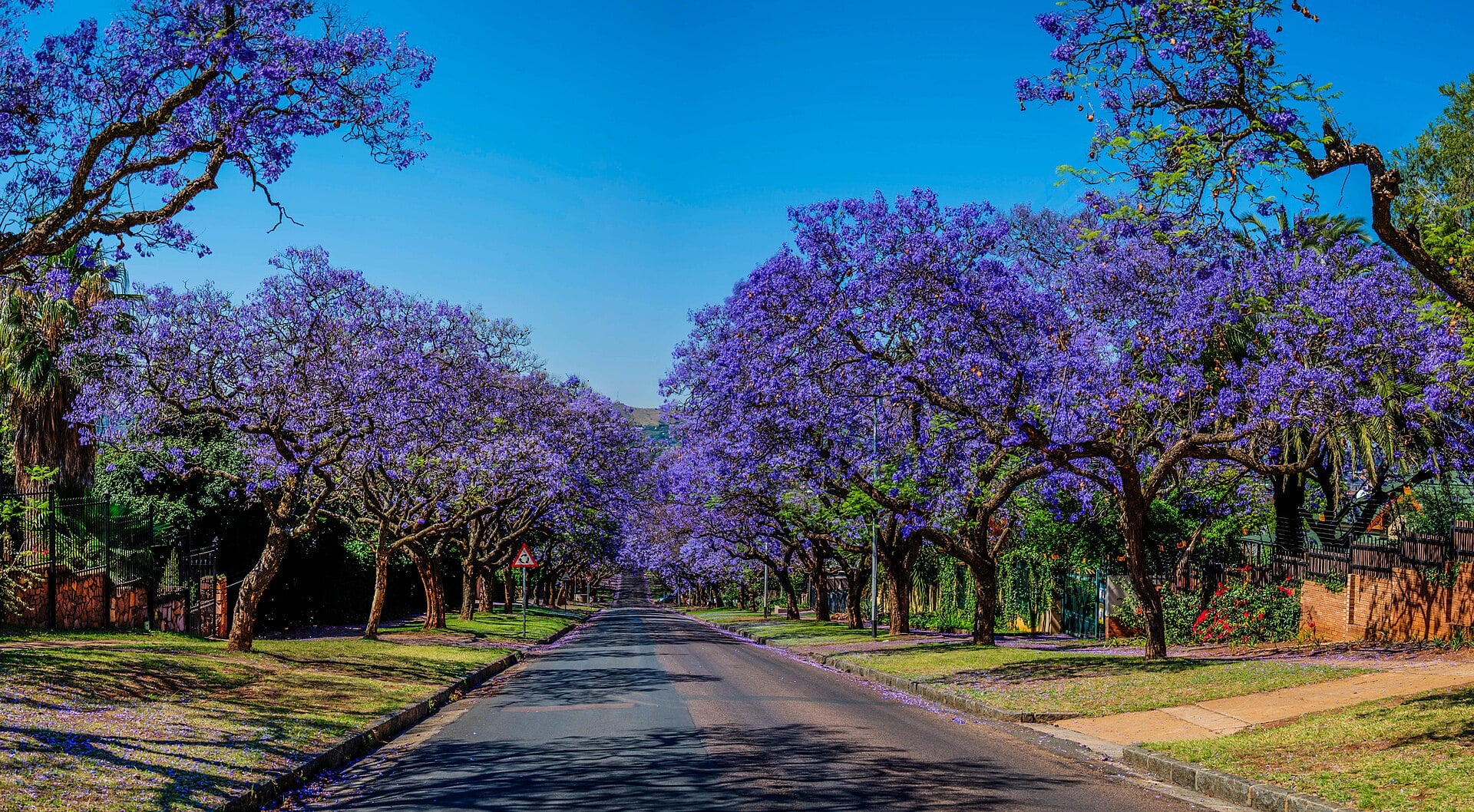 Jacaranda trees in purple bloom line a quiet street in Pretoria, South Africa