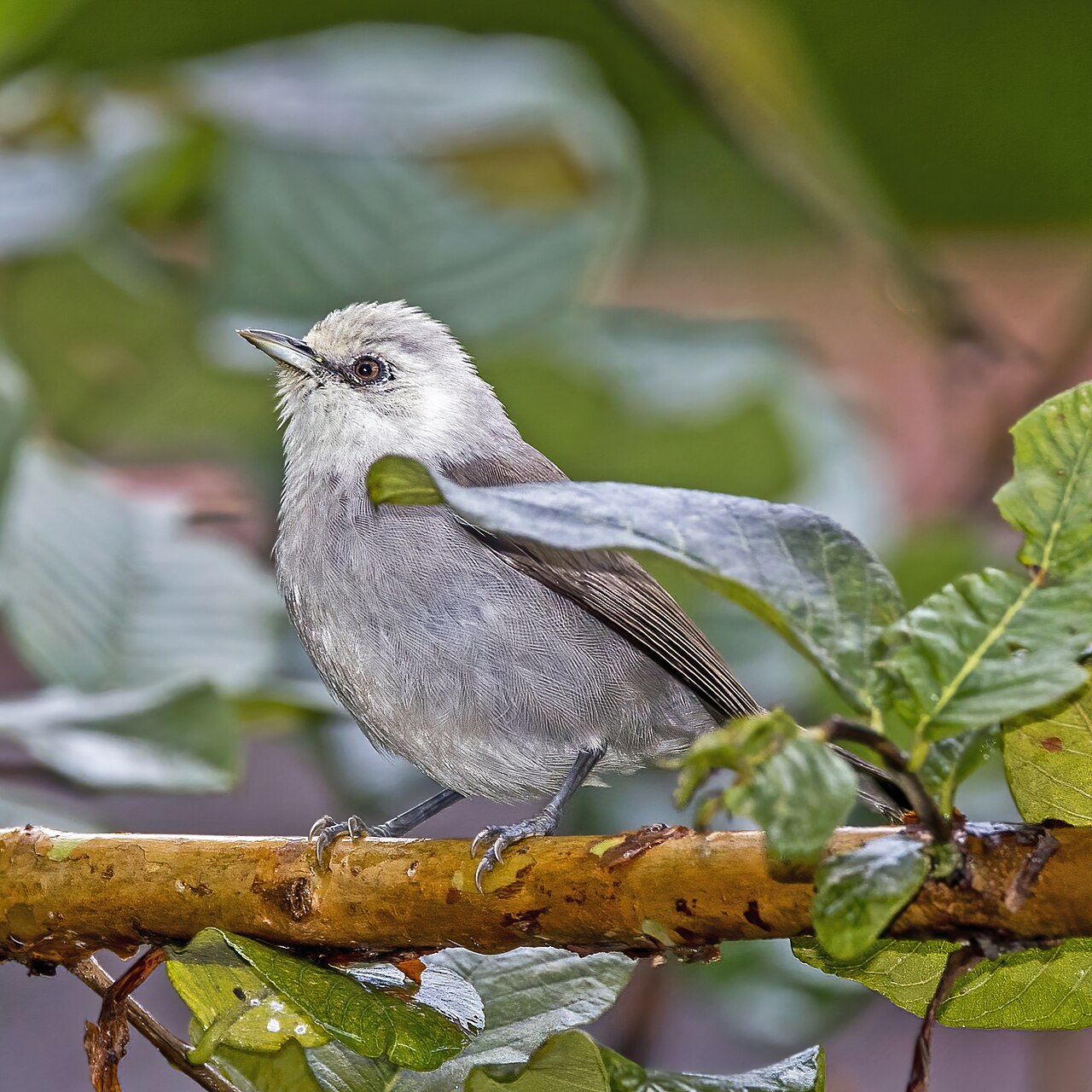 A grey Príncipe speirops perched on a branch among green leaves on Príncipe island