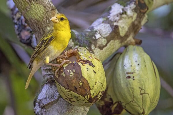 A yellow Príncipe golden weaver perched on a cocoa pod, on the island of Príncipe, São Tomé and Príncipe