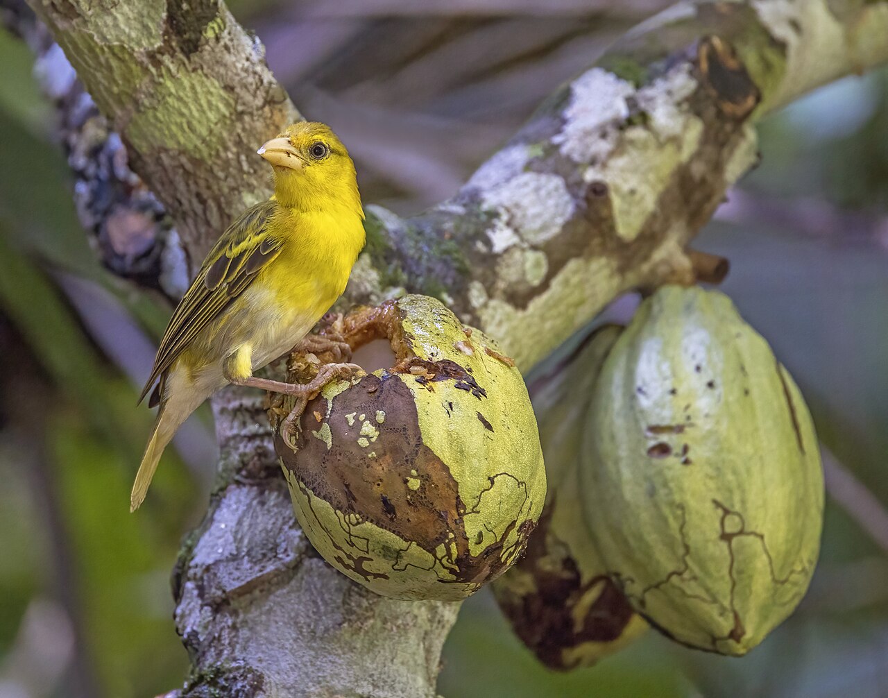 A yellow Príncipe golden weaver perched on a cocoa pod, on the island of Príncipe, São Tomé and Príncipe