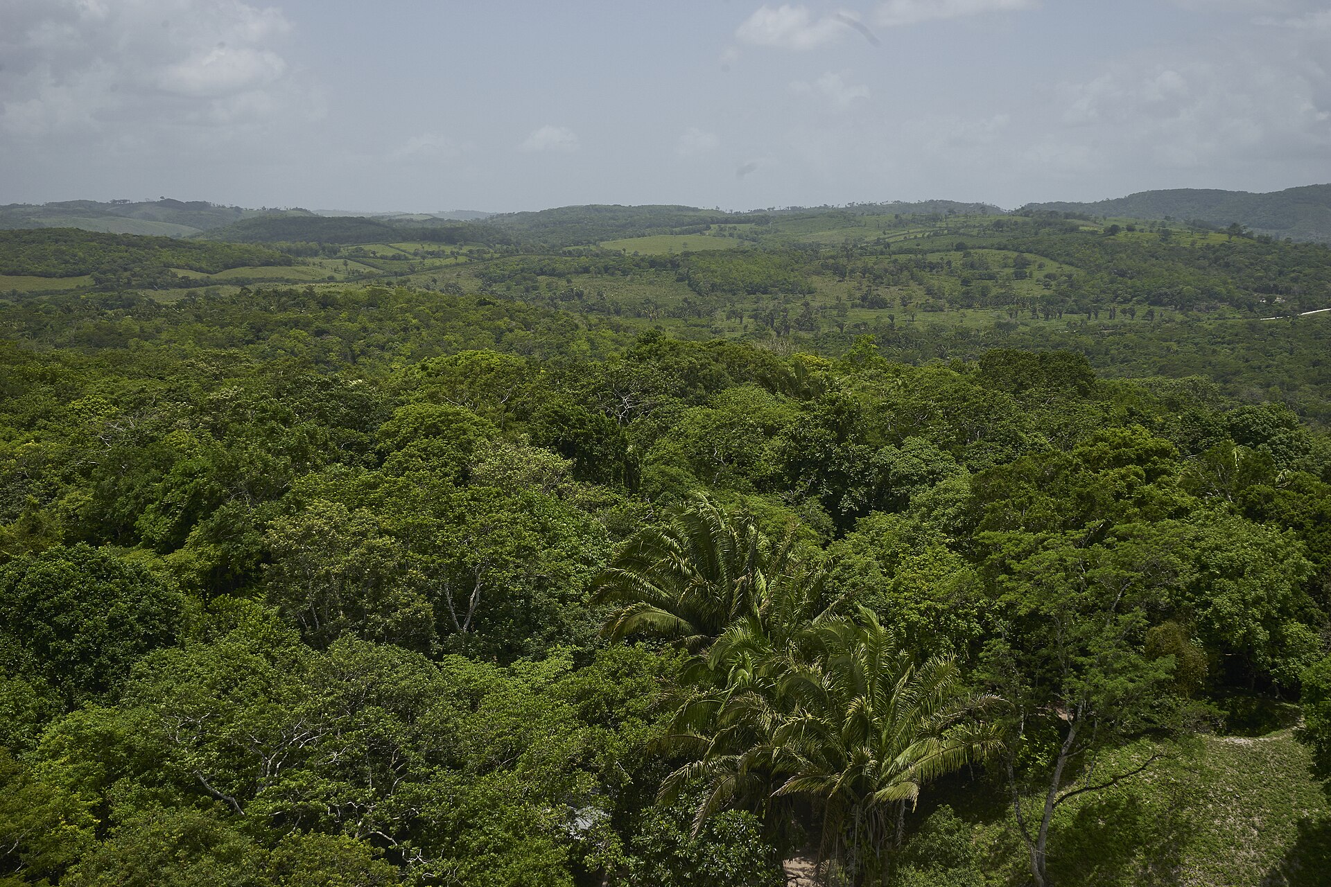Dense green forest canopy with palms in the foreground and farmland and low hills on the horizon under a hazy sky, seen from a height