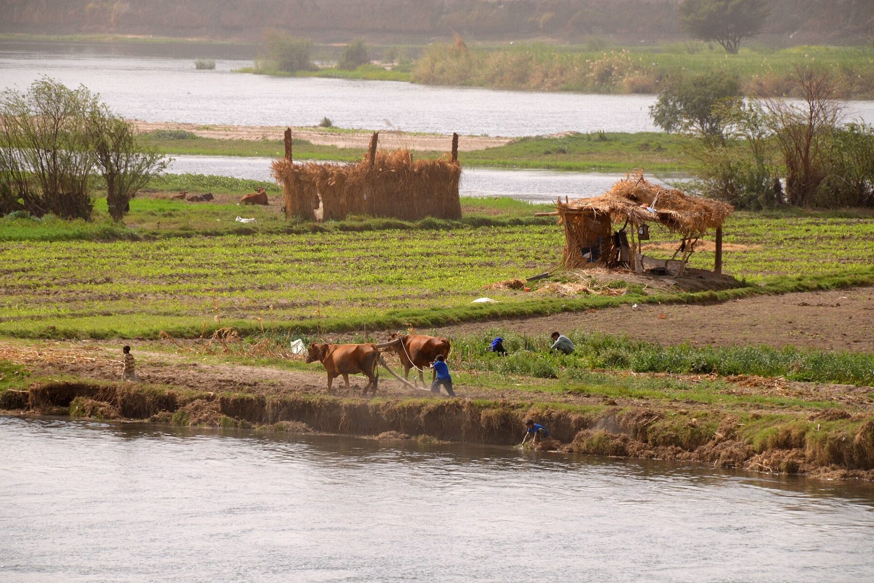 Two brown cattle pull a plough along a muddy riverbank as farmers work green fields beside the Nile, with straw shelters and tree-lined islands behind