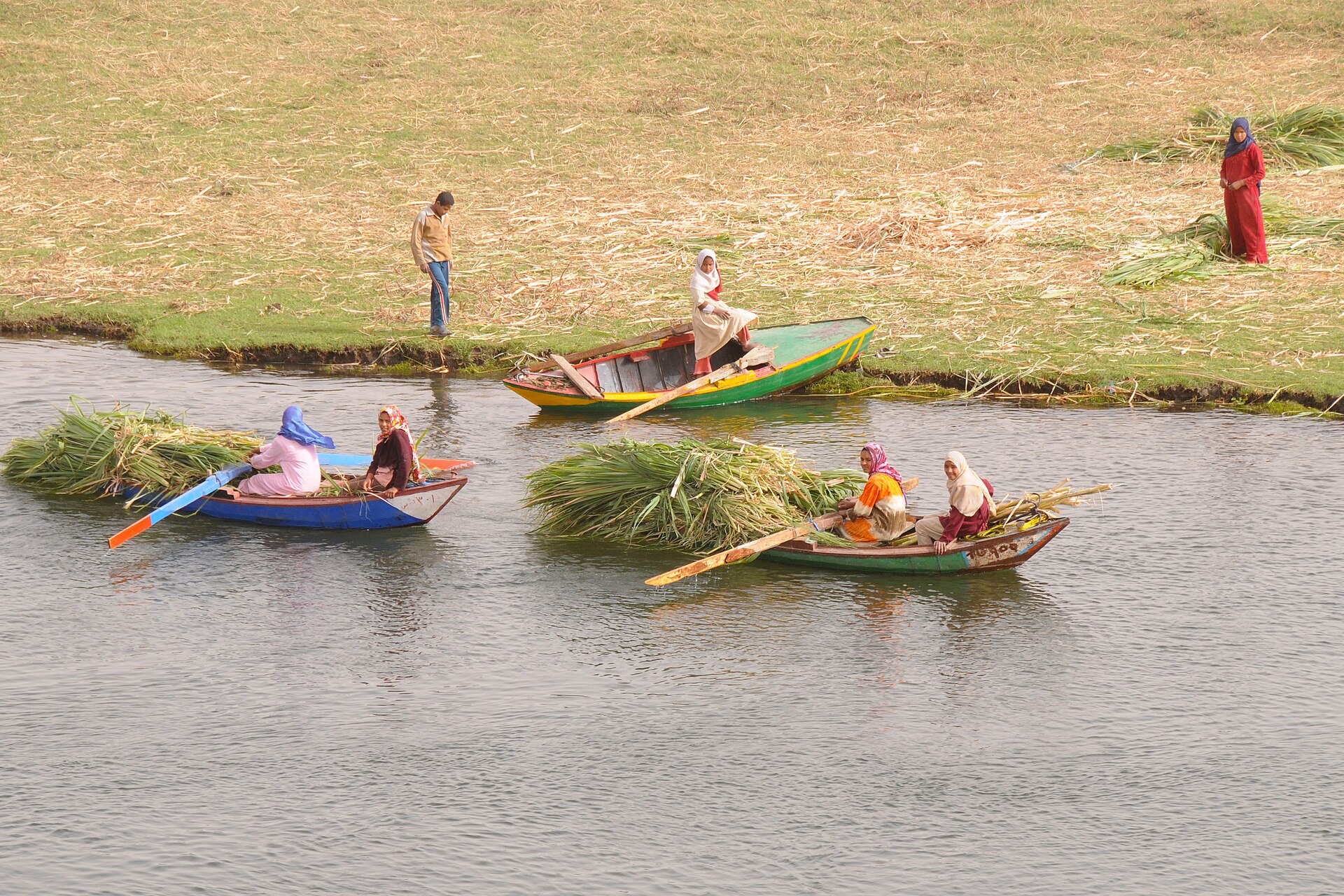 Women in headscarves row three small wooden boats along the Nile, two of them piled with freshly cut green stalks, while people stand on the grassy bank above