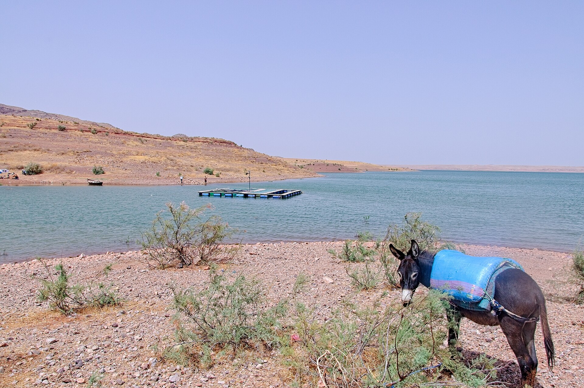 A donkey covered with a blue blanket stands on a pebbly shore with low shrubs beside a wide turquoise reservoir and dry brown hills