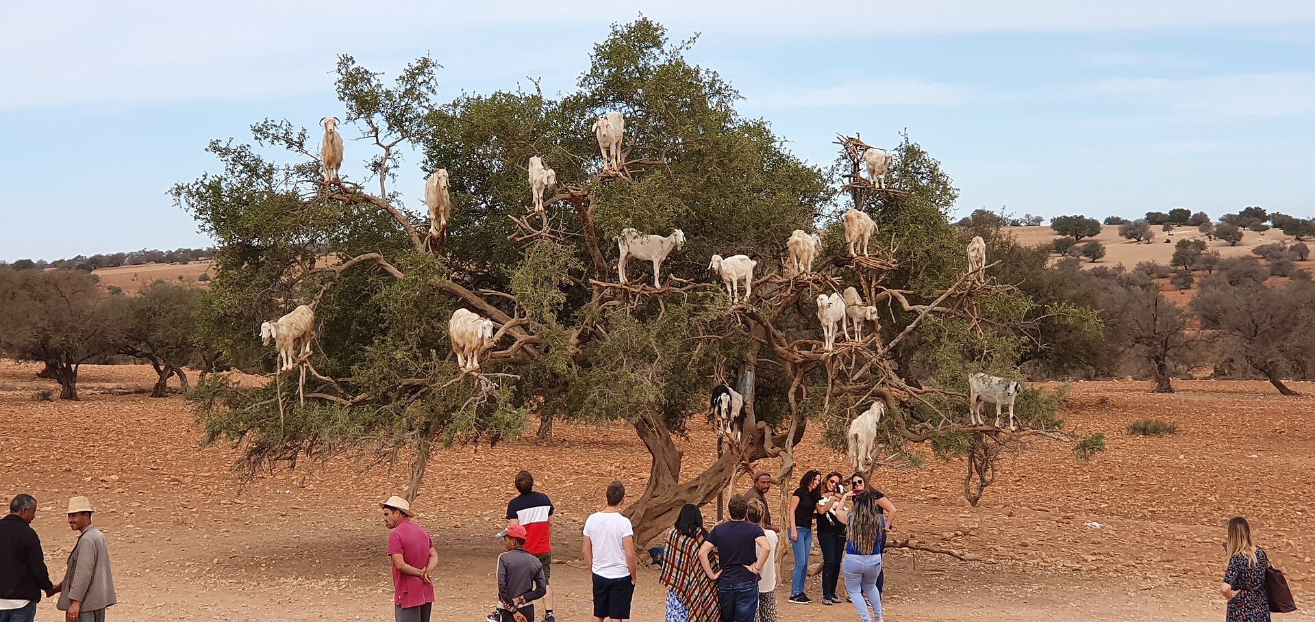 About twenty white goats stand on the branches of a large argan tree on dry red ground while a group of visitors watches from below