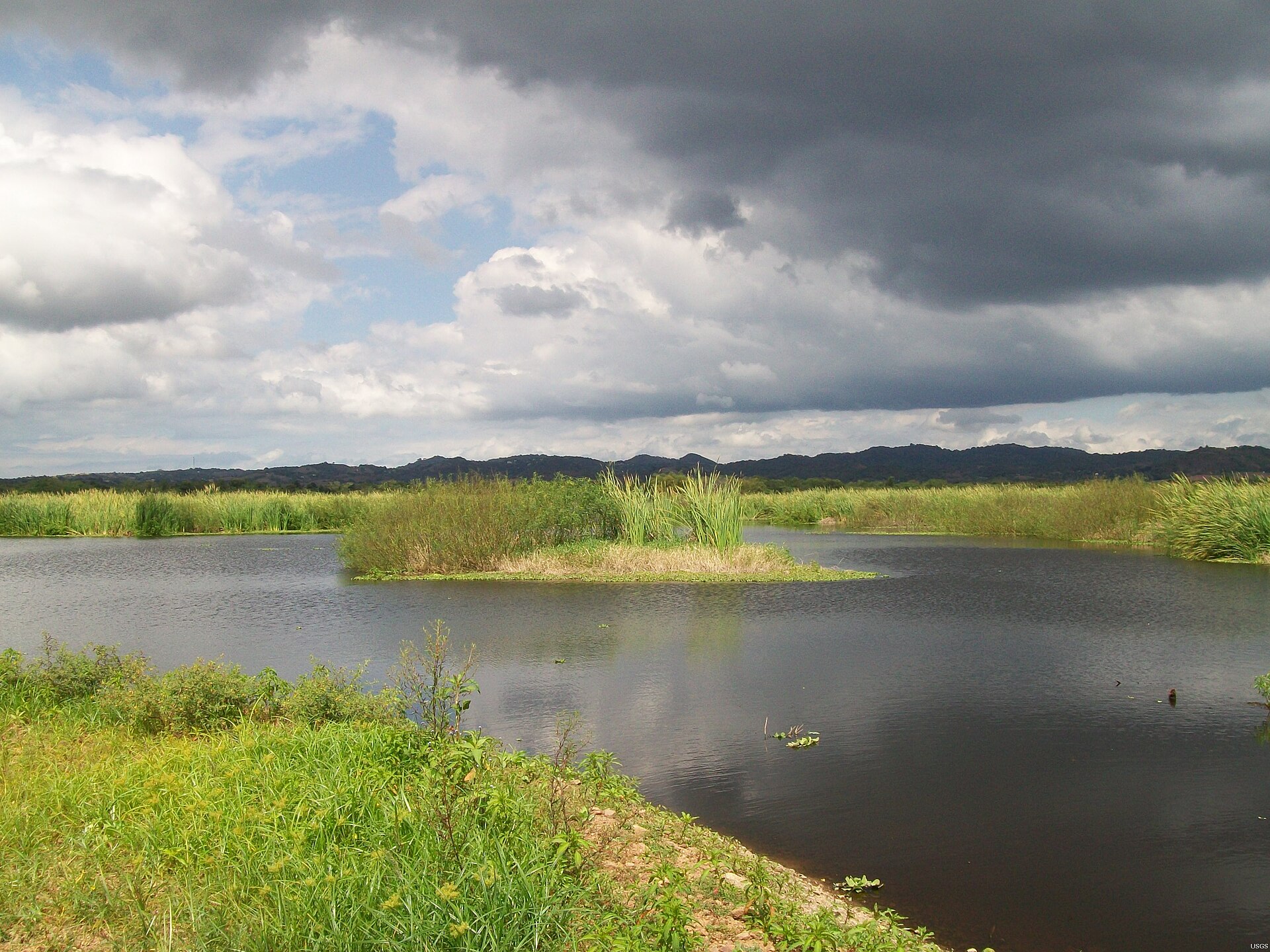 Wetland and reeds at Laguna Cartagena National Wildlife Refuge in Lajas, Puerto Rico