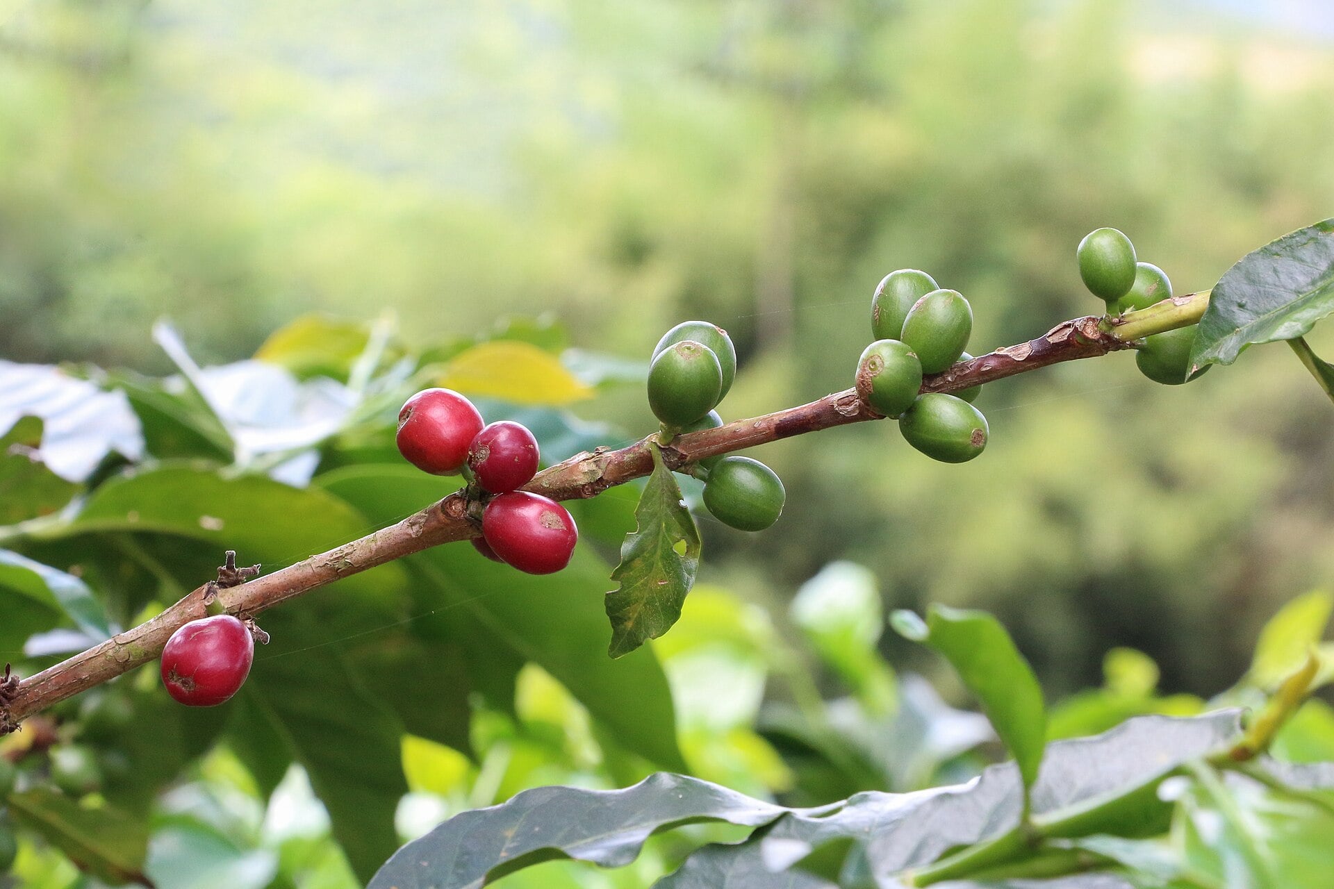 Best Coffee In The World By Country And Bean