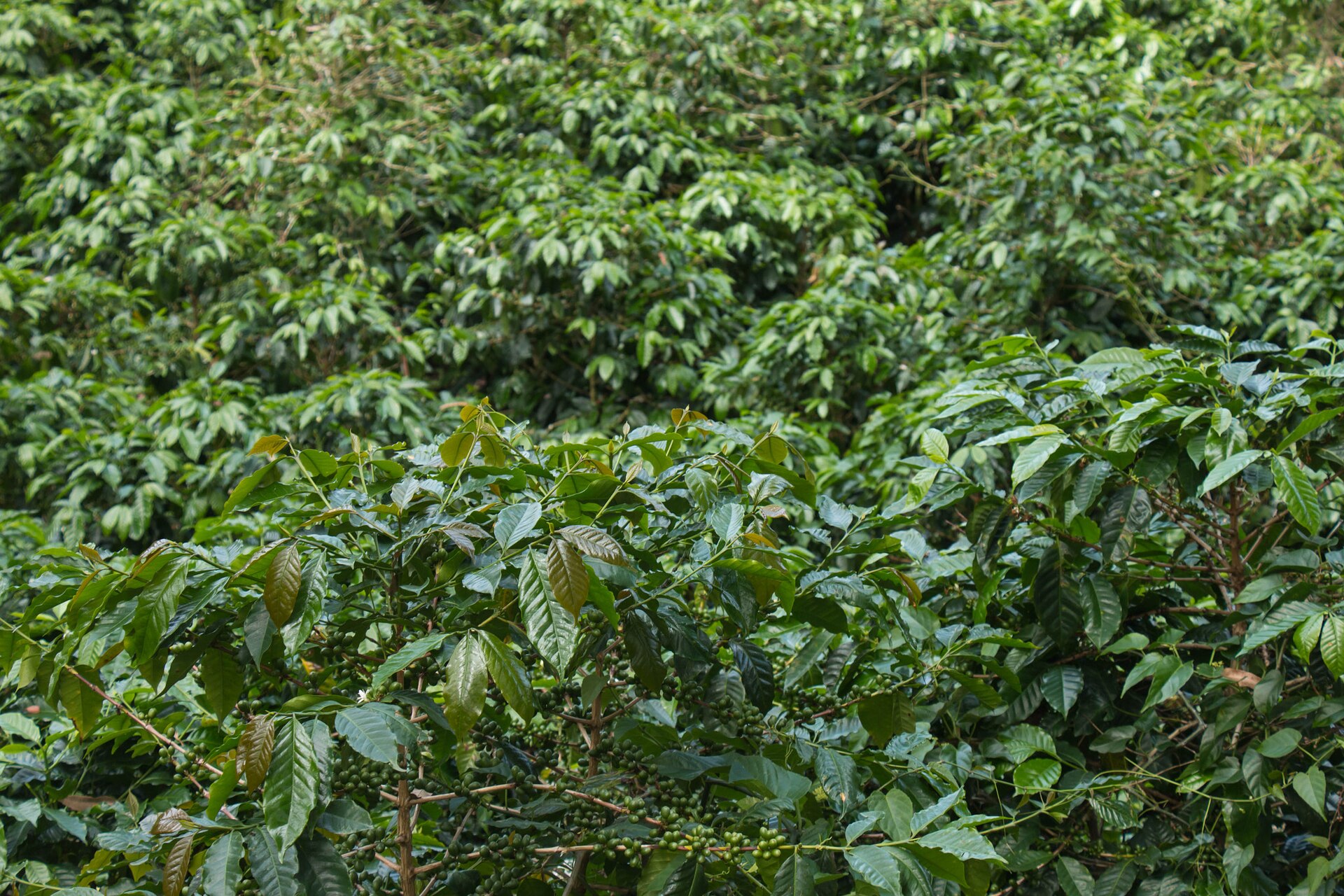 Dense rows of coffee bushes with clusters of green coffee cherries on their branches