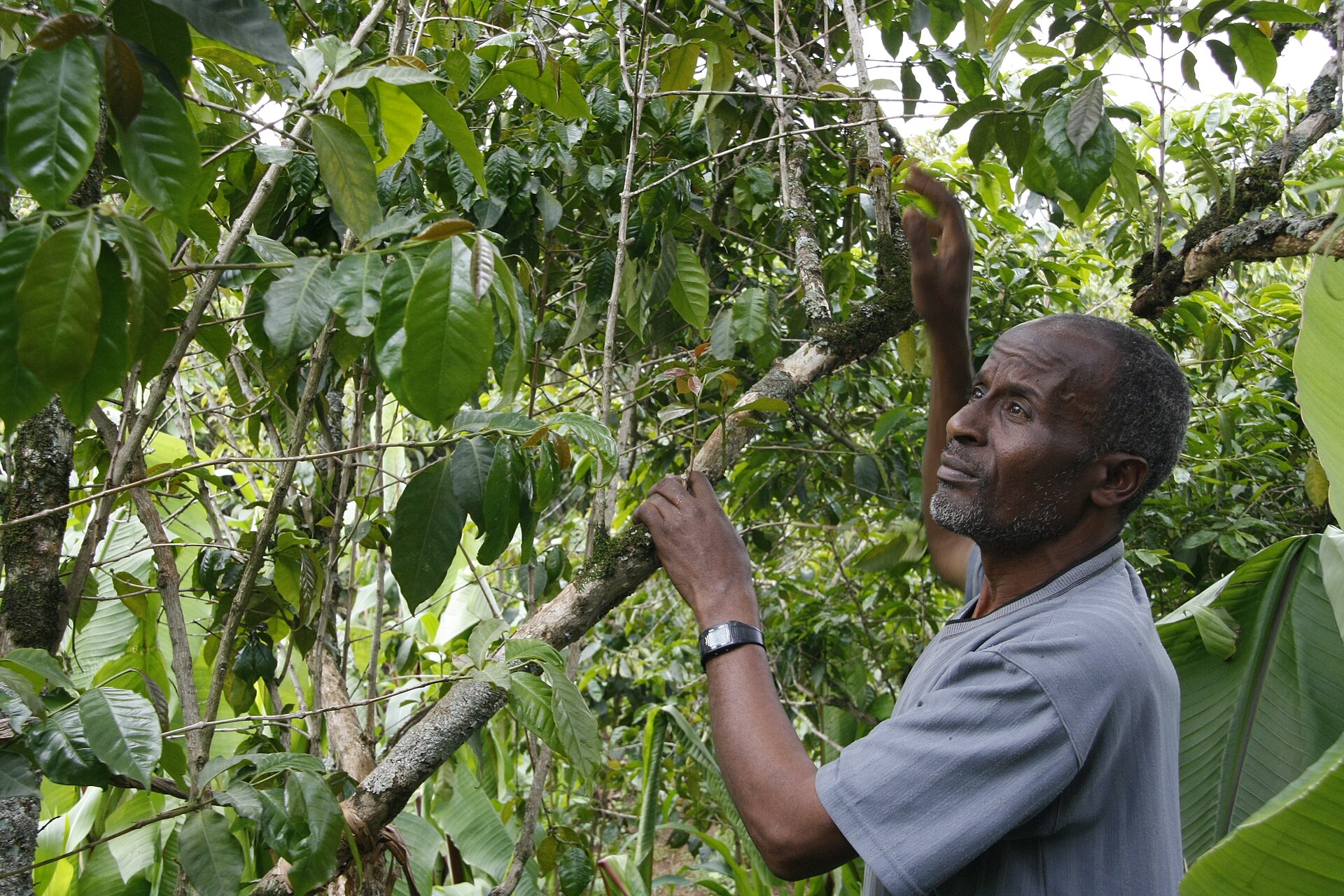 An older man in a grey shirt reaches into a coffee tree to check its cherries among broad green leaves