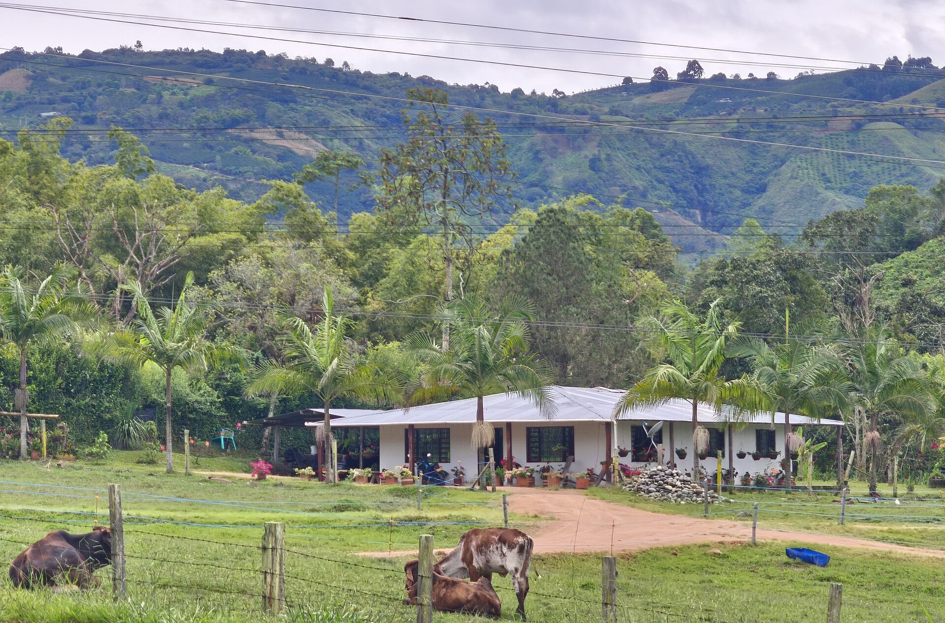 Two cattle graze behind a wire fence in front of a white farmhouse with a metal roof, palms and forested green hills behind