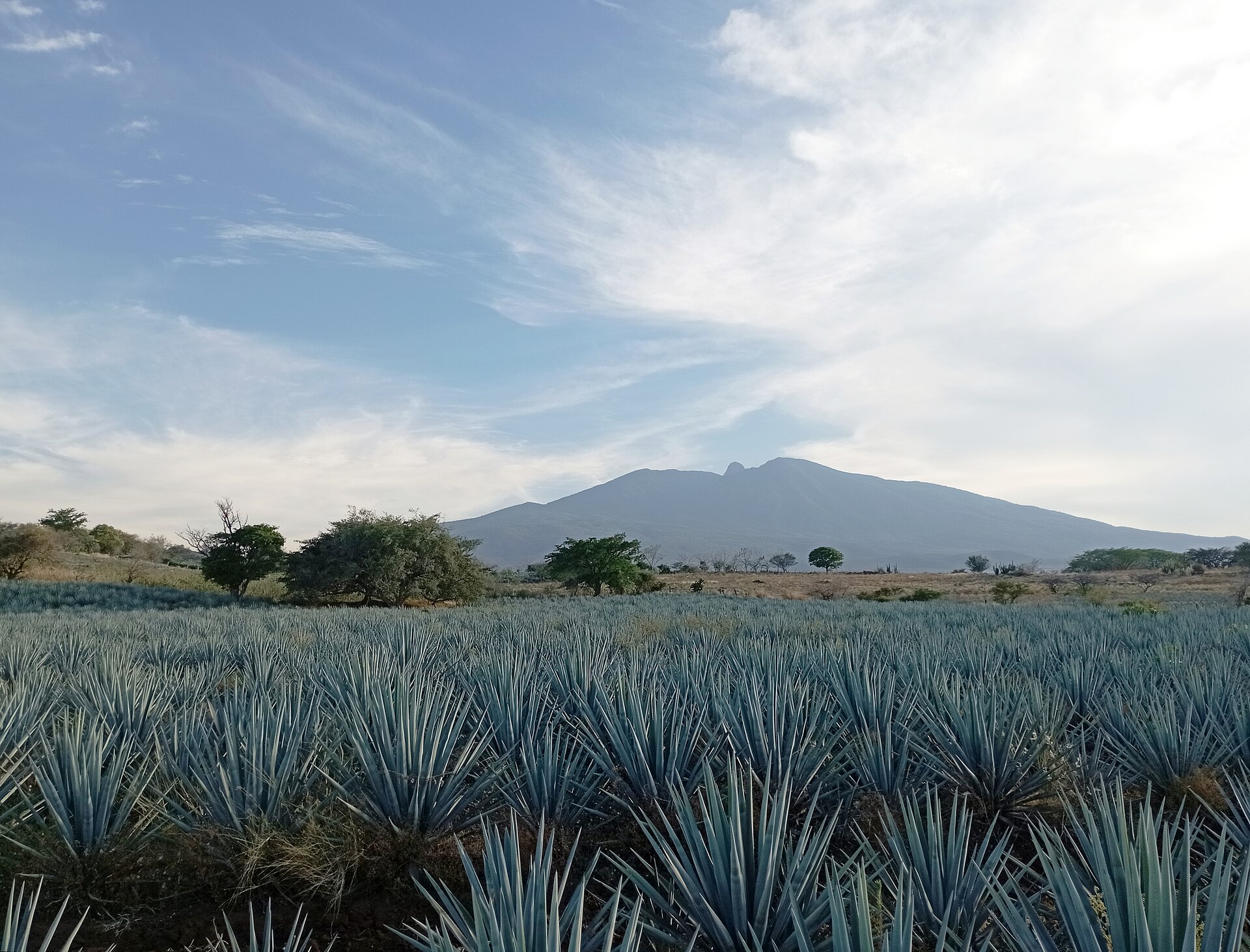 Rows of spiky blue-grey agave plants in a field, with trees and a broad volcano under a partly cloudy sky behind