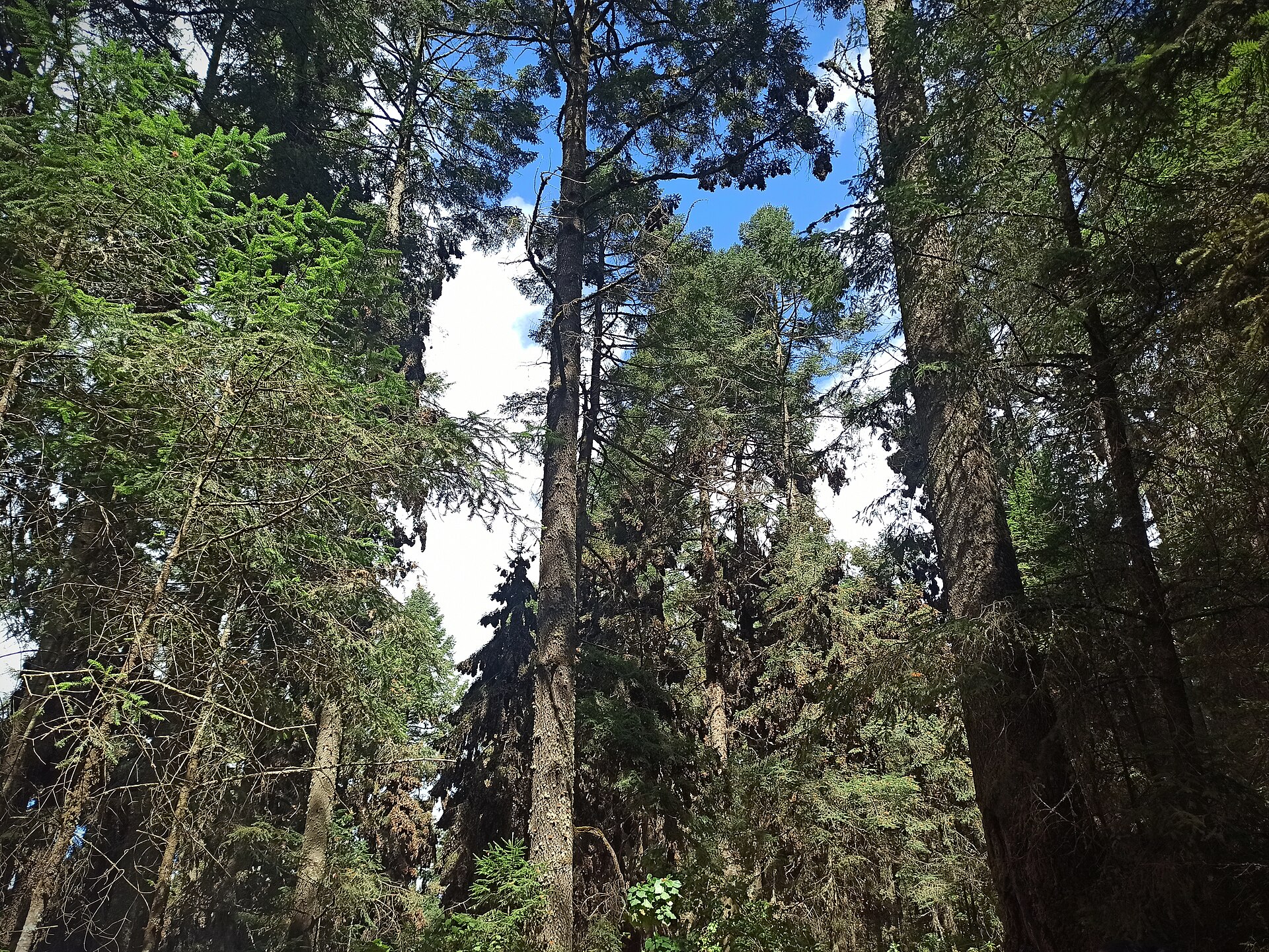 Looking up at tall fir trees with straight trunks against a blue sky with white clouds in a dense mountain forest