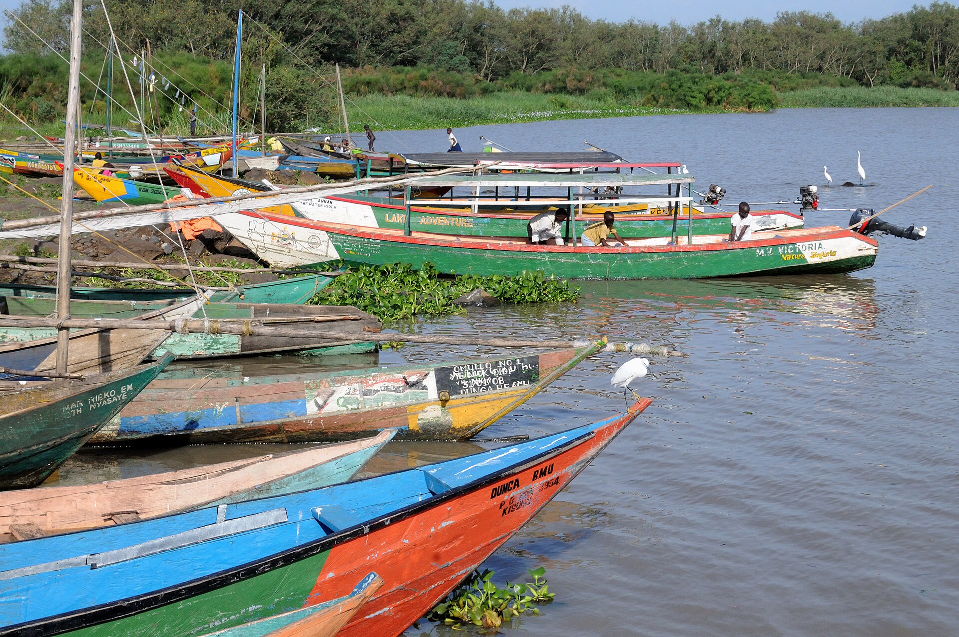 Wooden fishing boats moored at a landing site on Lake Victoria at Kisumu with water hyacinth and egrets