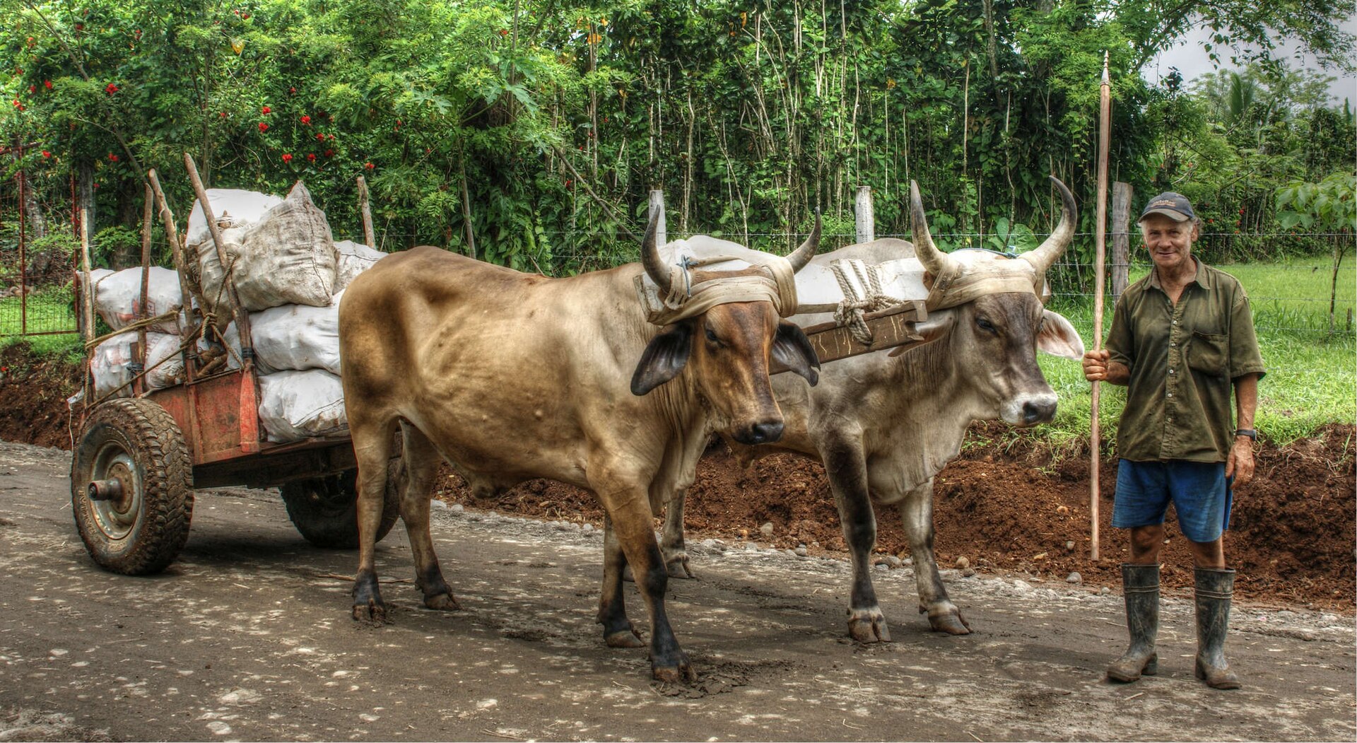 Two yoked oxen pulling a cart loaded with sacks along a road, with their driver in a cap and rubber boots holding a long goad beside them