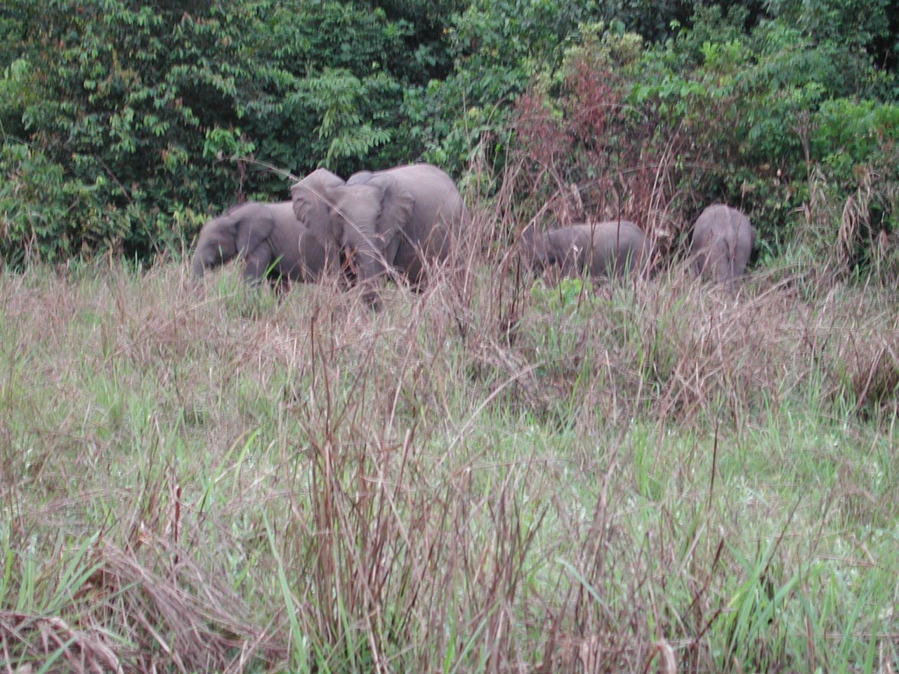 A small group of forest elephants grazing at the edge of the rainforest in tall grass