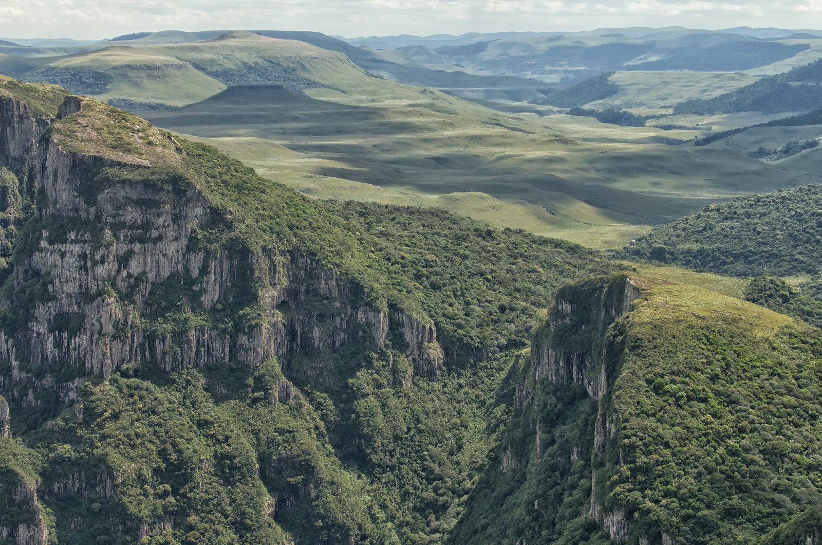 Green cliffs and a forested canyon in the Serra Geral within São Joaquim National Park, Santa Catarina, Brazil