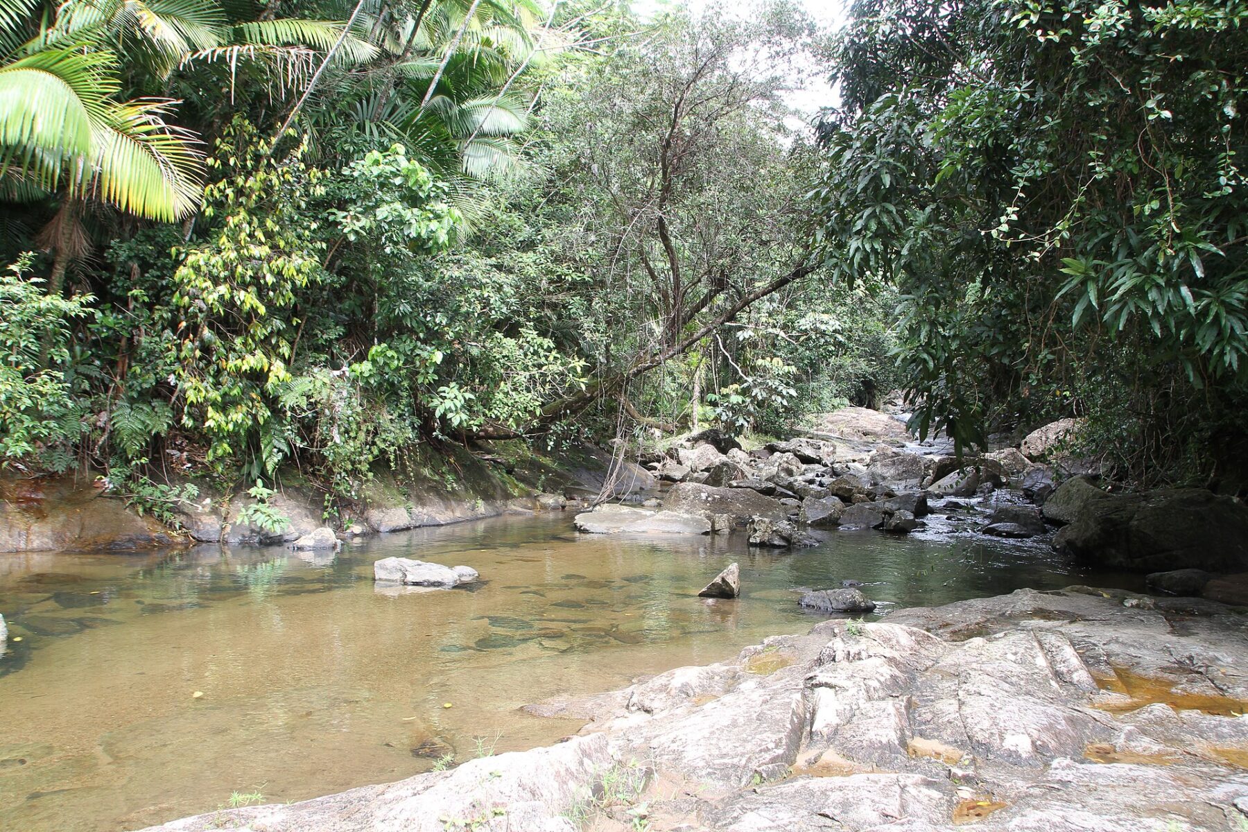 A shallow, clear river pool with smooth boulders and flat rock slabs, surrounded by dense tropical forest and palm fronds