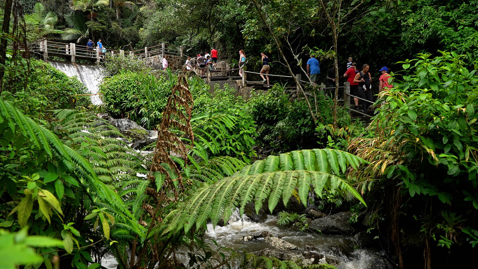 Visitors on a railed trail above a rainforest stream with a small cascade, framed by large tree ferns