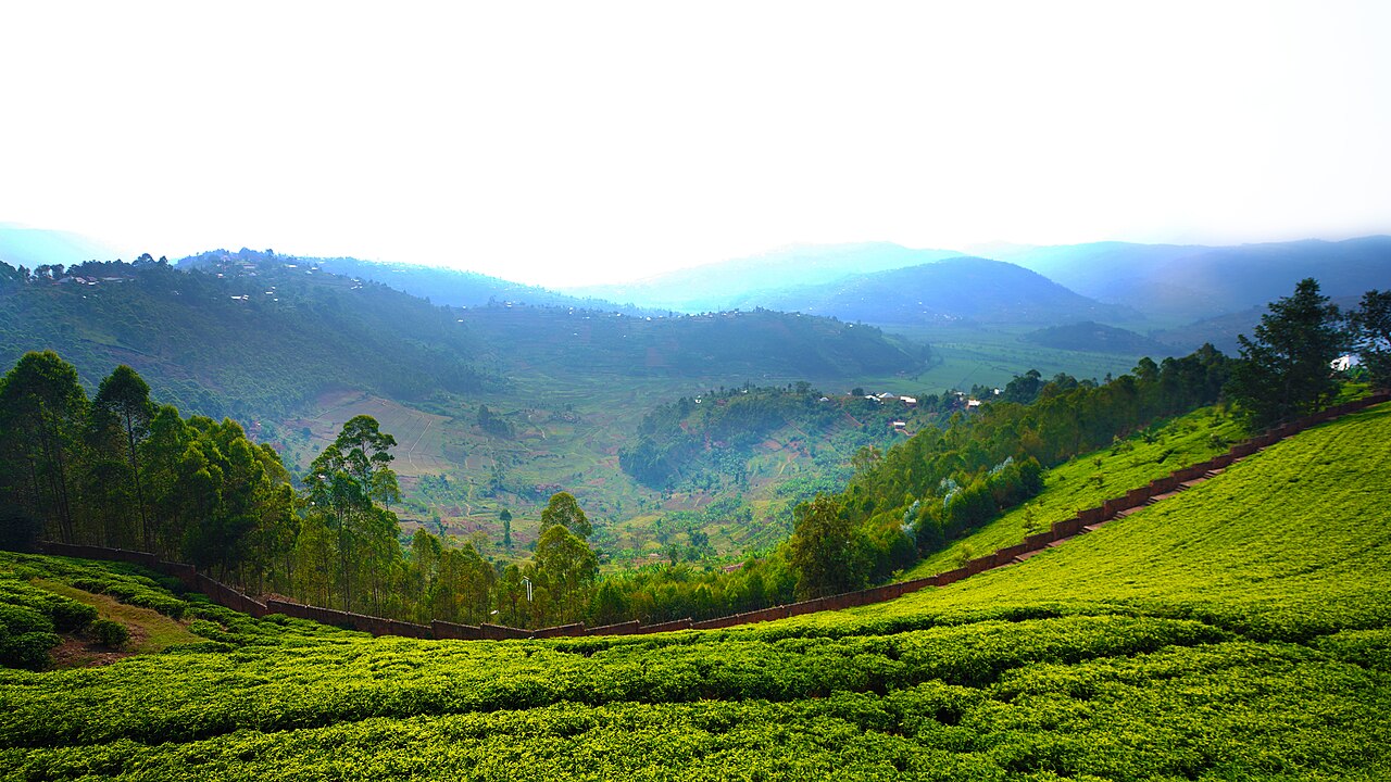 Rows of bright green tea bushes on a hillside, with forested valleys and terraced fields stretching into the haze beyond.