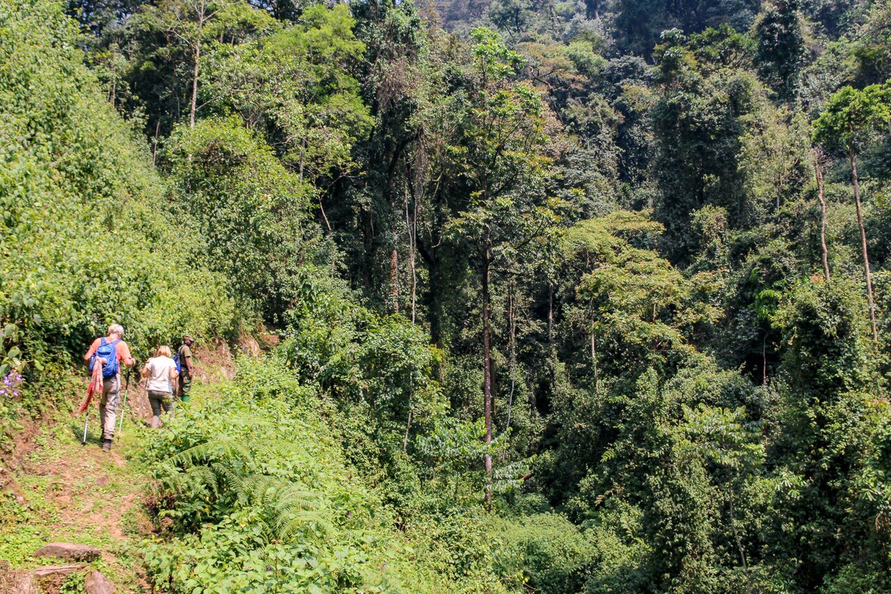 Two hikers and a guide walking a forest trail in Nyungwe National Park in south-western Rwanda